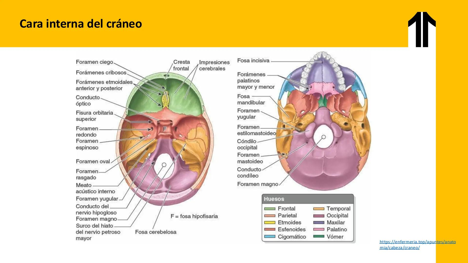 DESCUBRIMIENTO
El cráneo está formado por 22 huesos separados. Tiene dos partes:
el neurocráneo y el viscerocráneo.
Neurocráneo: caja ósea