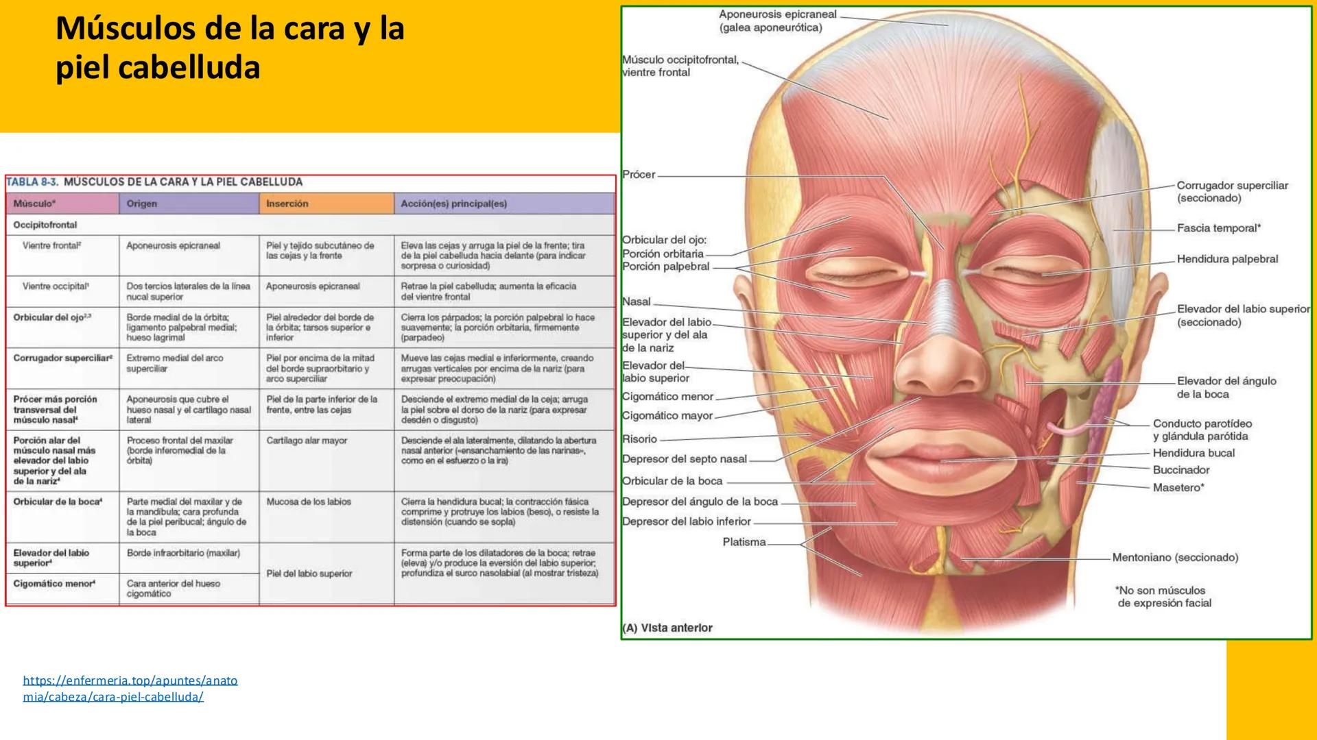 DESCUBRIMIENTO
El cráneo está formado por 22 huesos separados. Tiene dos partes:
el neurocráneo y el viscerocráneo.
Neurocráneo: caja ósea