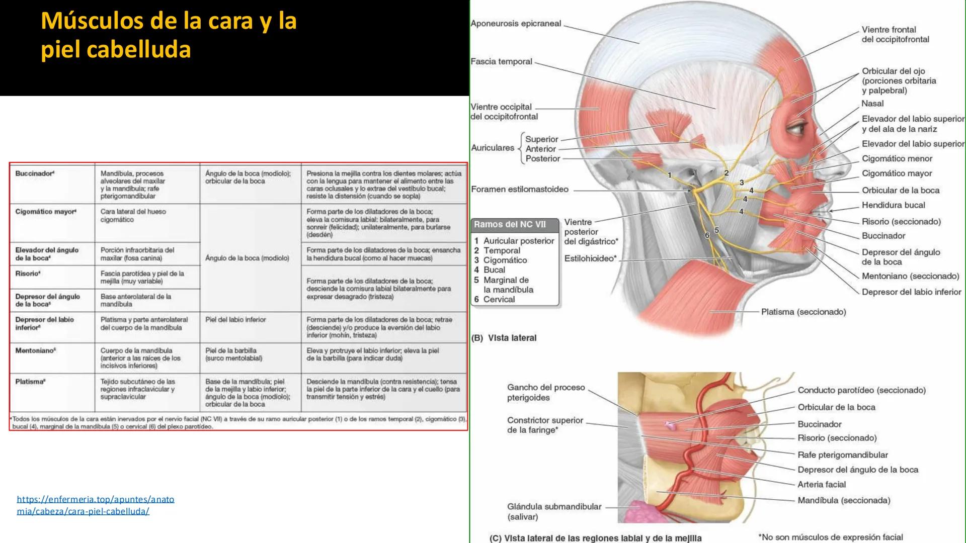 DESCUBRIMIENTO
El cráneo está formado por 22 huesos separados. Tiene dos partes:
el neurocráneo y el viscerocráneo.
Neurocráneo: caja ósea