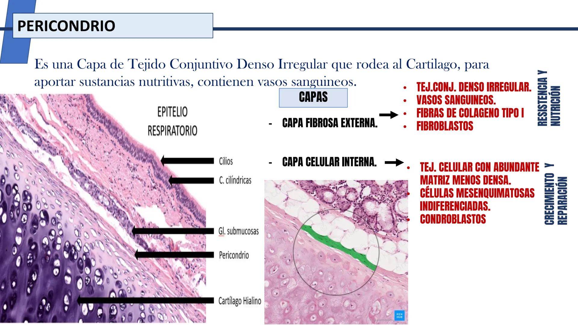 UNIDAD II HISTOLOGIA I -2025
UCEBOL
MERCOSUR
UNIVERSIDAD CRISTIANA DE BOLIVIA
TEJIDO
OSEO Y CARTILAGINOSO
DR: RODRIGO VALLEJOS FLORES # T