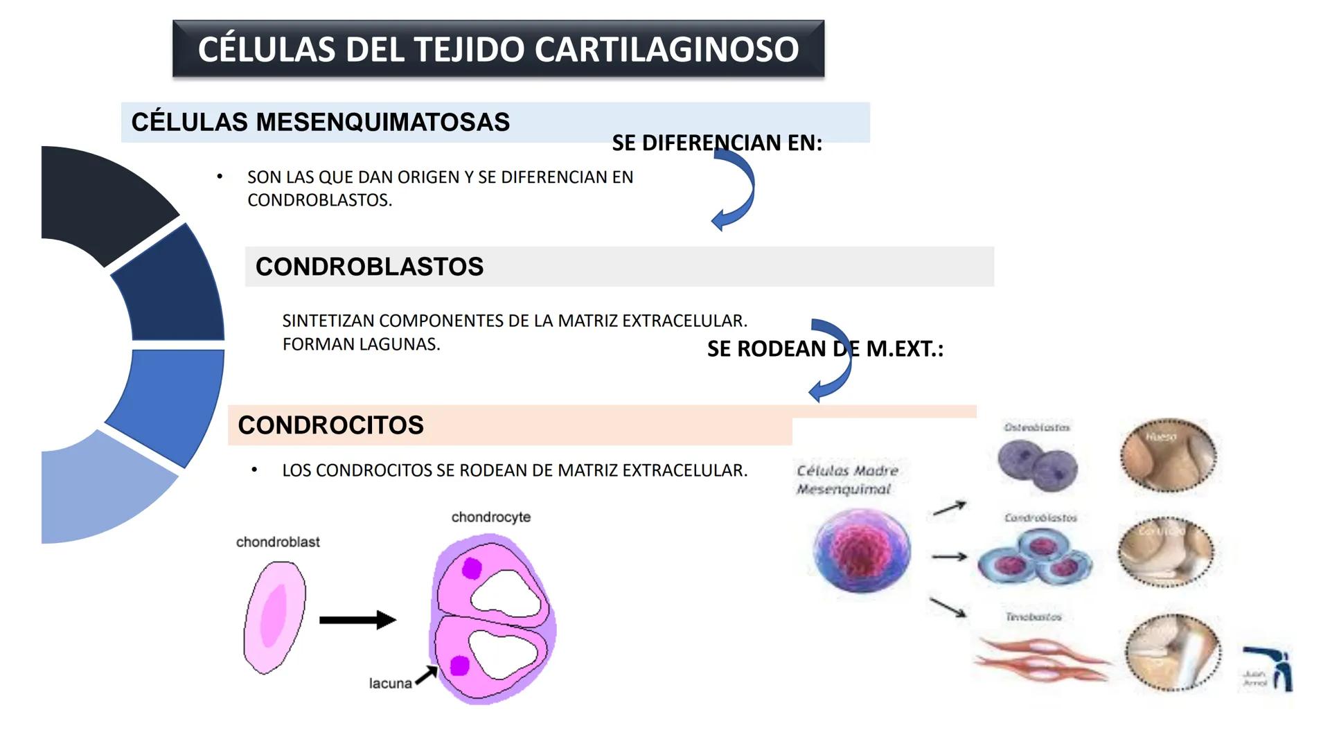 UNIDAD II HISTOLOGIA I -2025
UCEBOL
MERCOSUR
UNIVERSIDAD CRISTIANA DE BOLIVIA
TEJIDO
OSEO Y CARTILAGINOSO
DR: RODRIGO VALLEJOS FLORES # T