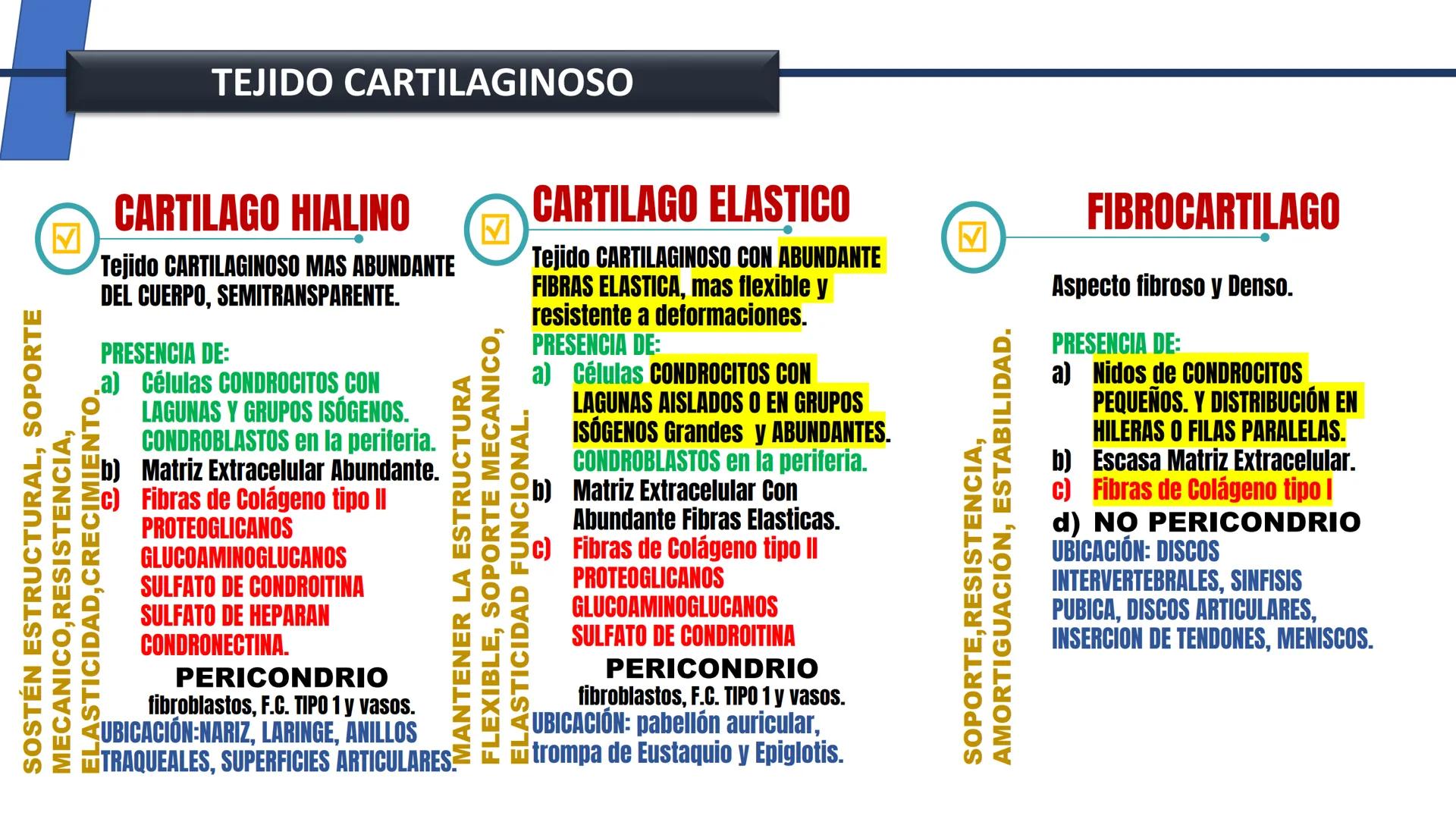 UNIDAD II HISTOLOGIA I -2025
UCEBOL
MERCOSUR
UNIVERSIDAD CRISTIANA DE BOLIVIA
TEJIDO
OSEO Y CARTILAGINOSO
DR: RODRIGO VALLEJOS FLORES # T