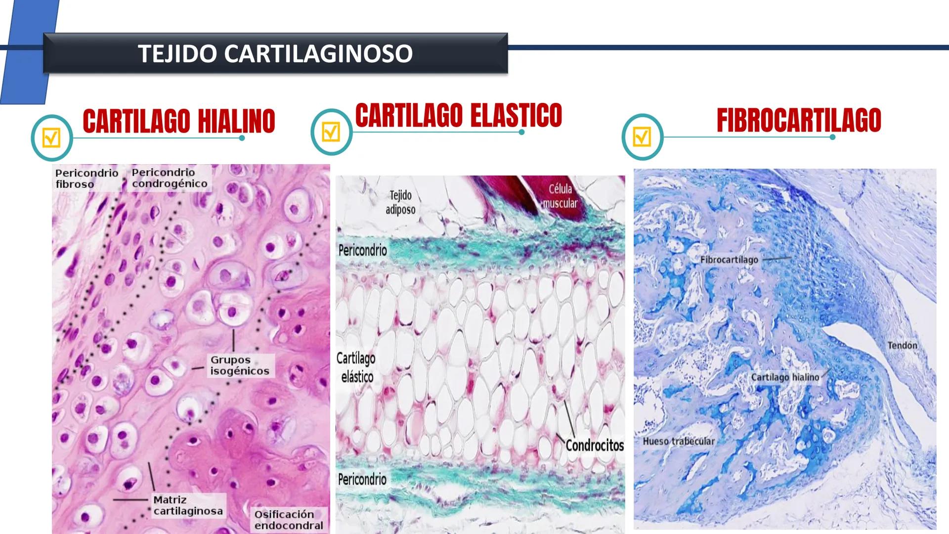 UNIDAD II HISTOLOGIA I -2025
UCEBOL
MERCOSUR
UNIVERSIDAD CRISTIANA DE BOLIVIA
TEJIDO
OSEO Y CARTILAGINOSO
DR: RODRIGO VALLEJOS FLORES # T