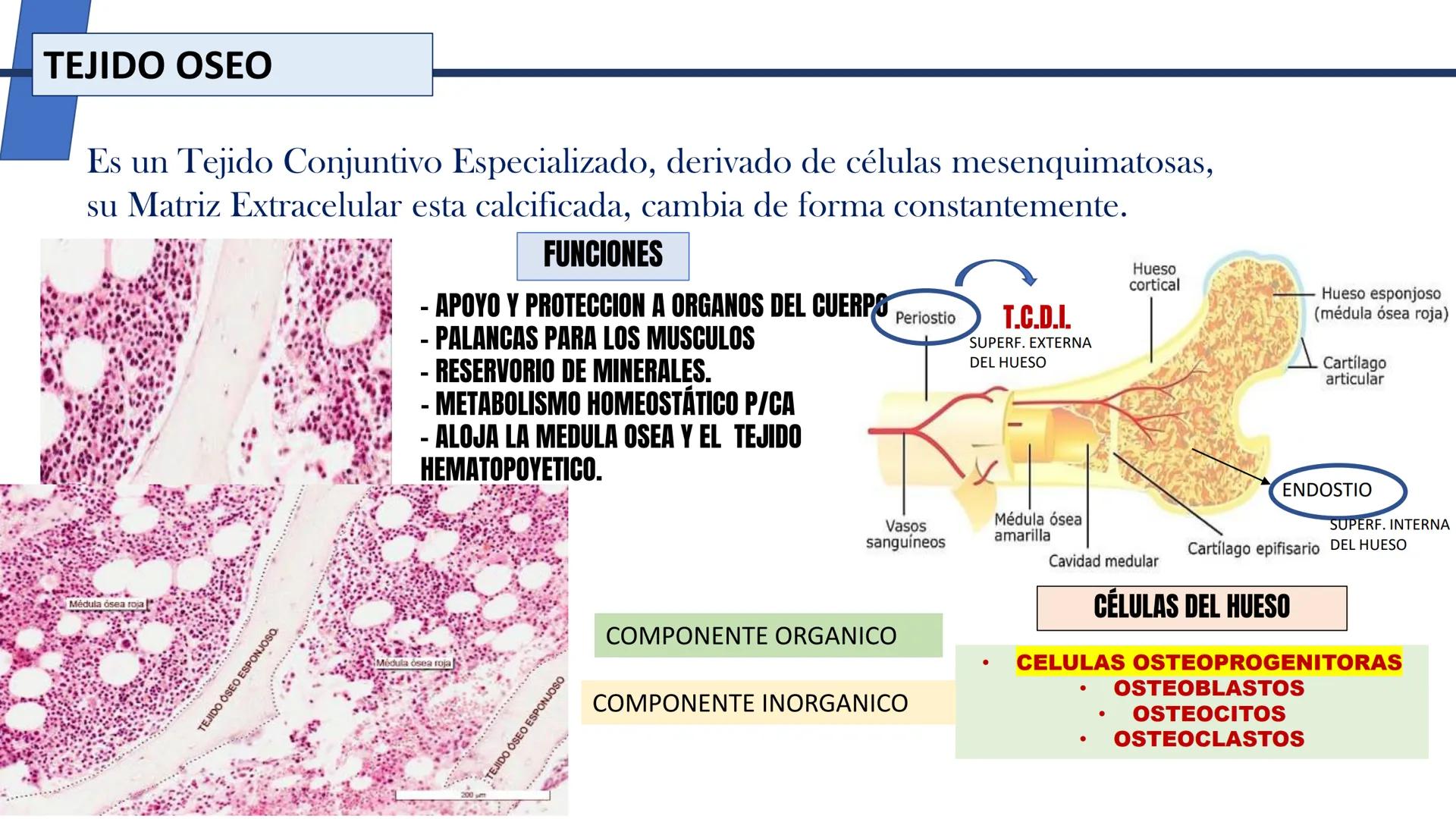 UNIDAD II HISTOLOGIA I -2025
UCEBOL
MERCOSUR
UNIVERSIDAD CRISTIANA DE BOLIVIA
TEJIDO
OSEO Y CARTILAGINOSO
DR: RODRIGO VALLEJOS FLORES # T