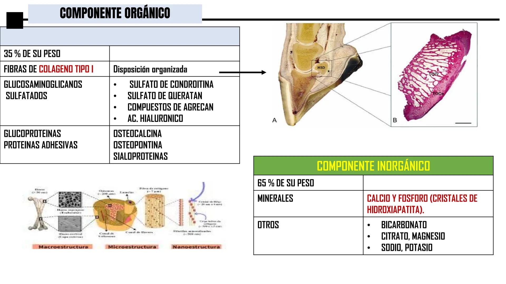 UNIDAD II HISTOLOGIA I -2025
UCEBOL
MERCOSUR
UNIVERSIDAD CRISTIANA DE BOLIVIA
TEJIDO
OSEO Y CARTILAGINOSO
DR: RODRIGO VALLEJOS FLORES # T