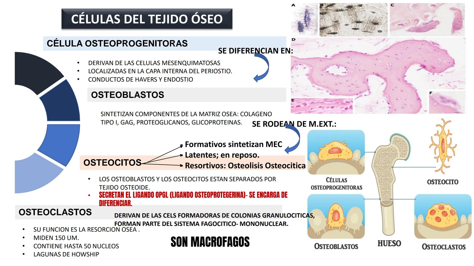 UNIDAD II HISTOLOGIA I -2025
UCEBOL
MERCOSUR
UNIVERSIDAD CRISTIANA DE BOLIVIA
TEJIDO
OSEO Y CARTILAGINOSO
DR: RODRIGO VALLEJOS FLORES # T