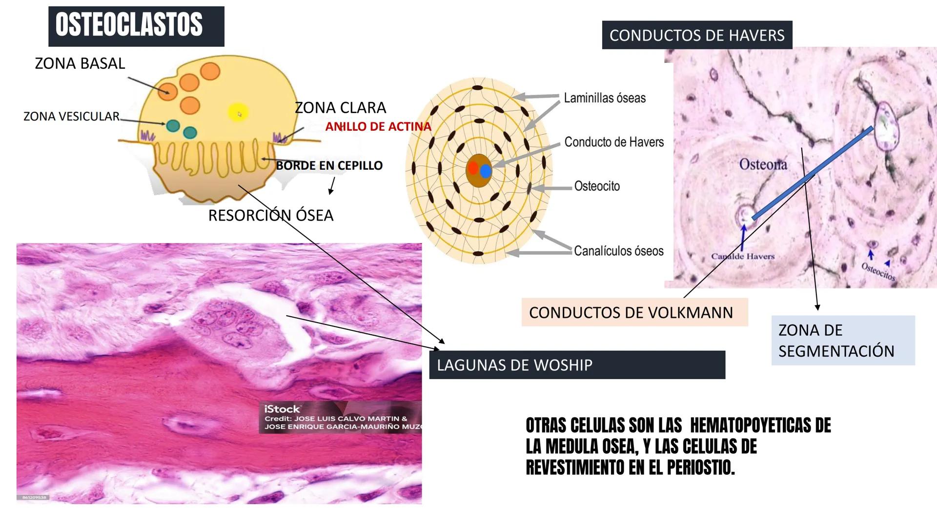 UNIDAD II HISTOLOGIA I -2025
UCEBOL
MERCOSUR
UNIVERSIDAD CRISTIANA DE BOLIVIA
TEJIDO
OSEO Y CARTILAGINOSO
DR: RODRIGO VALLEJOS FLORES # T
