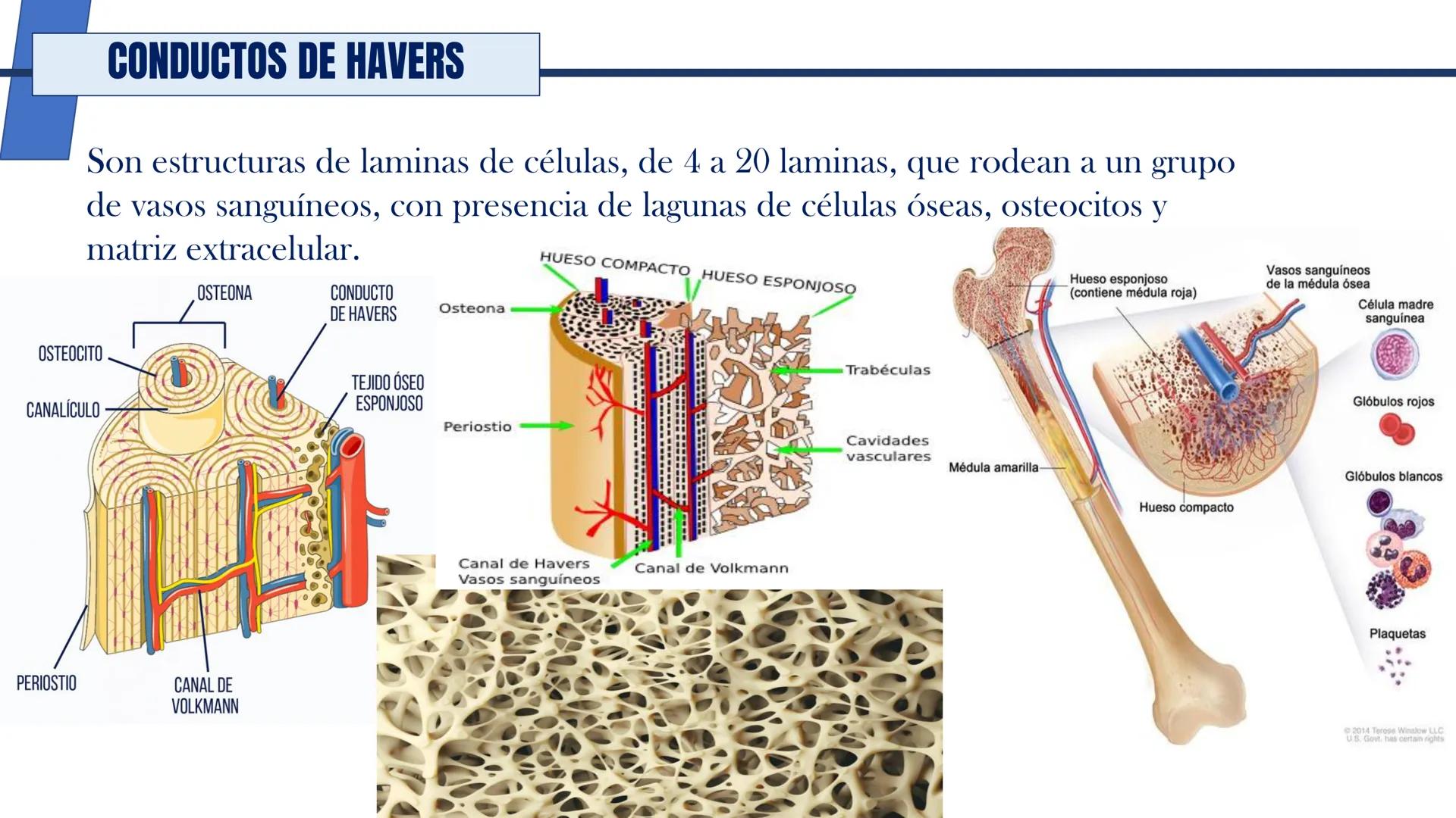 UNIDAD II HISTOLOGIA I -2025
UCEBOL
MERCOSUR
UNIVERSIDAD CRISTIANA DE BOLIVIA
TEJIDO
OSEO Y CARTILAGINOSO
DR: RODRIGO VALLEJOS FLORES # T