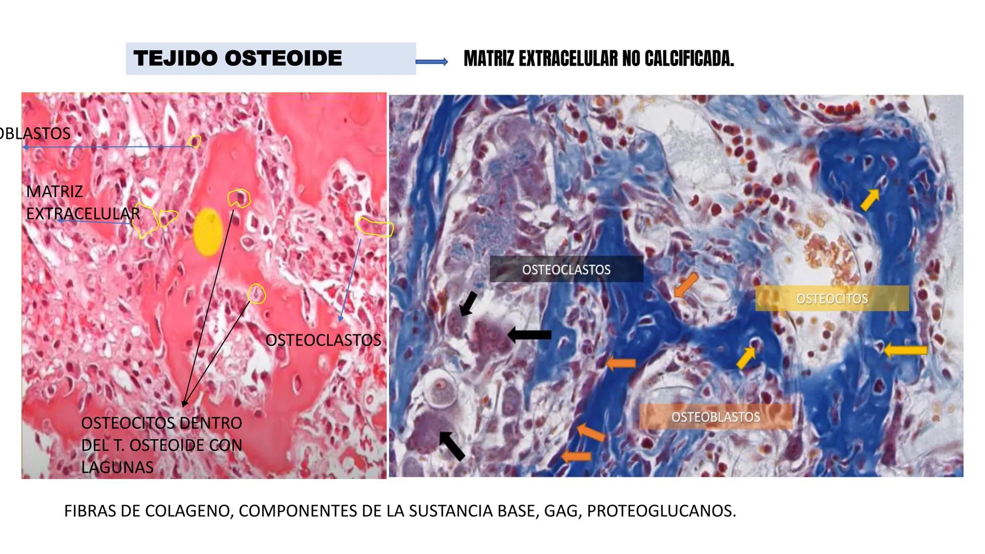 UNIDAD II HISTOLOGIA I -2025
UCEBOL
MERCOSUR
UNIVERSIDAD CRISTIANA DE BOLIVIA
TEJIDO
OSEO Y CARTILAGINOSO
DR: RODRIGO VALLEJOS FLORES # T