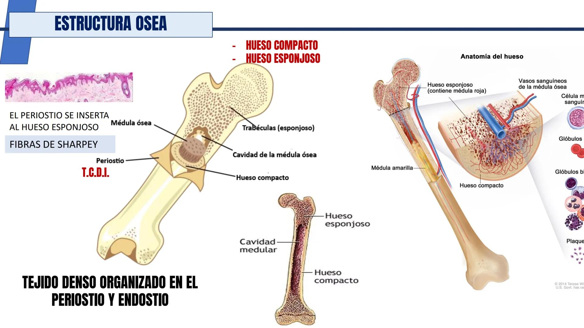 UNIDAD II HISTOLOGIA I -2025
UCEBOL
MERCOSUR
UNIVERSIDAD CRISTIANA DE BOLIVIA
TEJIDO
OSEO Y CARTILAGINOSO
DR: RODRIGO VALLEJOS FLORES # T