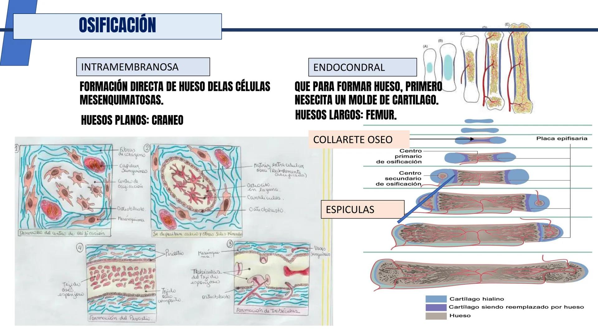 UNIDAD II HISTOLOGIA I -2025
UCEBOL
MERCOSUR
UNIVERSIDAD CRISTIANA DE BOLIVIA
TEJIDO
OSEO Y CARTILAGINOSO
DR: RODRIGO VALLEJOS FLORES # T