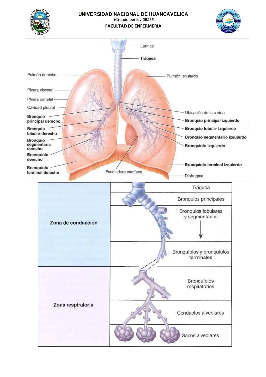 # UNIVERSIDAD NACIONAL DE HUANCAVELICA
(Creado por ley 25265
FACULTAD DE ENFERMERIA
# GUIA DE PRACTICA N° 06
## I. INFORMACION GENERAL:
1