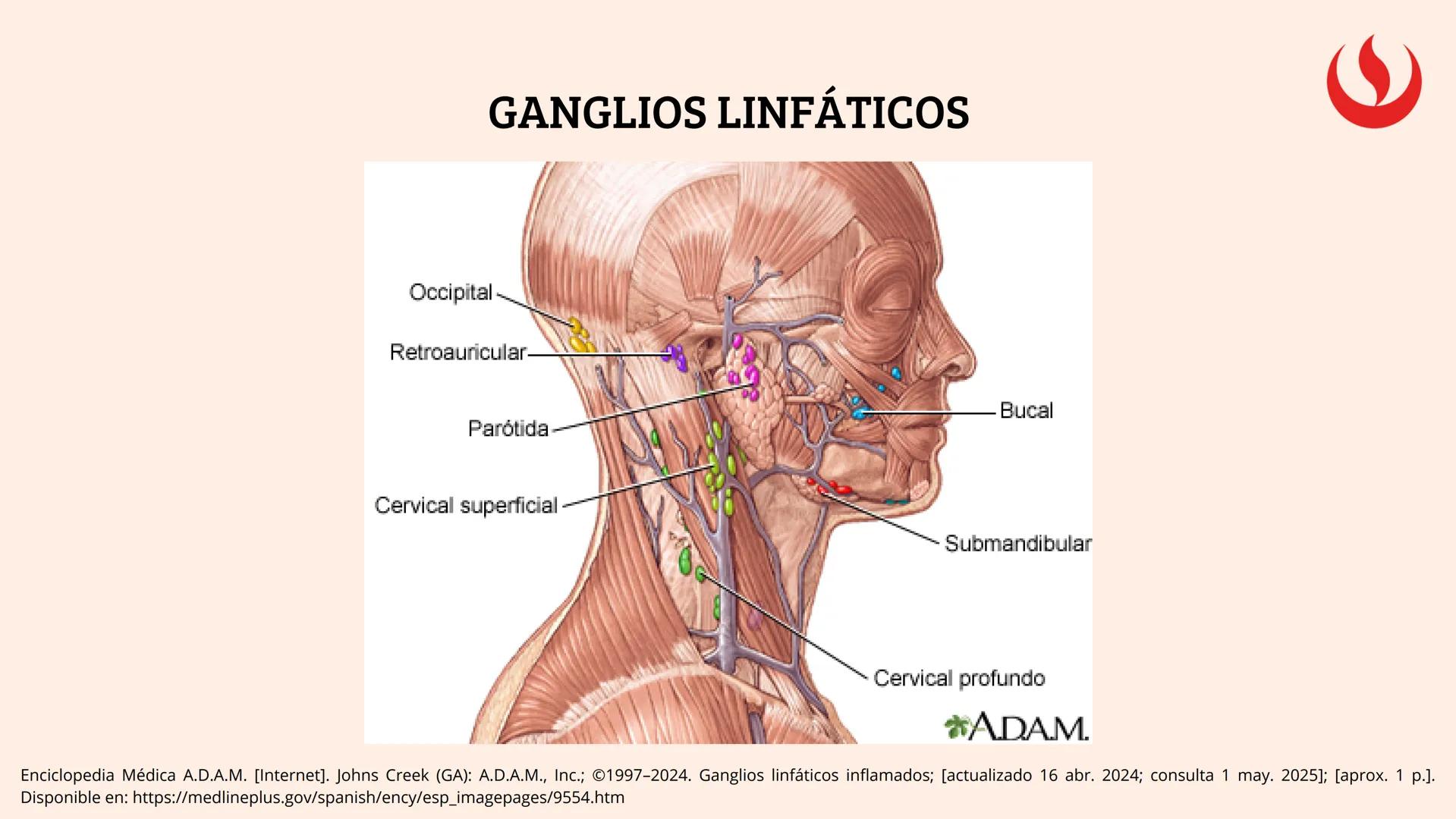 8
EXAMEN
EXTRAORAL
FUNDAMENTOS DE ODONTOLOGÍA 2 2025-2
Elaborado por;: Marco Antonio Avila Villalobos en base a la presentación del curs