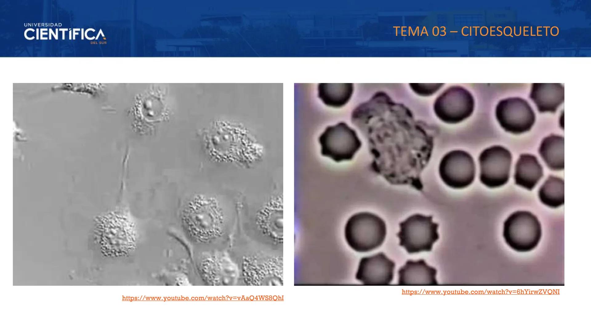 UNIVERSIDAD
CIENTÍFICA
DEL SUR
MEJORAS TÚ, MEJORA EL MUNDO.
CITOESQUELETO Y ORGANELAS I
BIOLOGÍA CELULAR Y MOLECULAR - SEMANA 05
Carrer