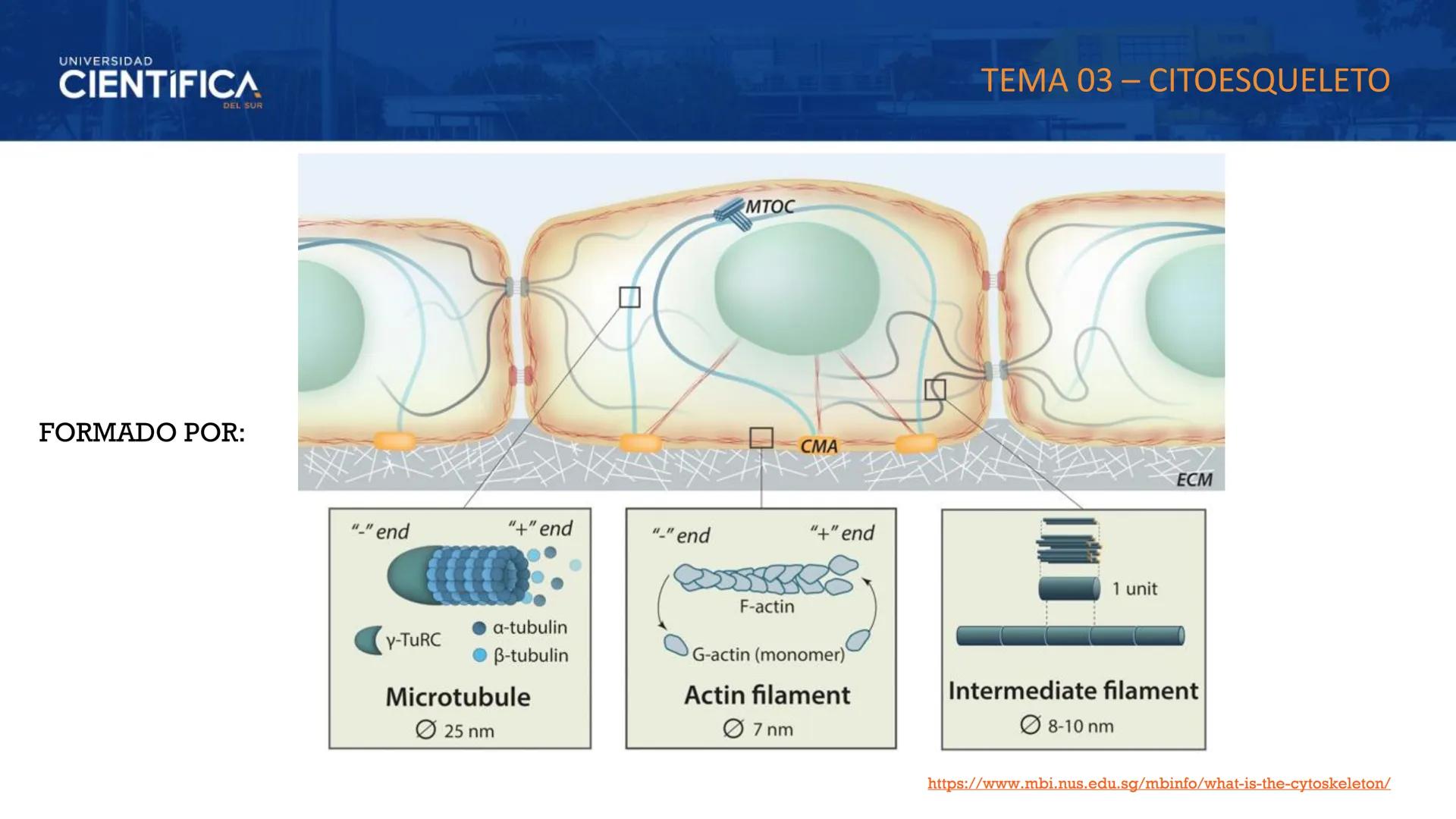 UNIVERSIDAD
CIENTÍFICA
DEL SUR
MEJORAS TÚ, MEJORA EL MUNDO.
CITOESQUELETO Y ORGANELAS I
BIOLOGÍA CELULAR Y MOLECULAR - SEMANA 05
Carrer