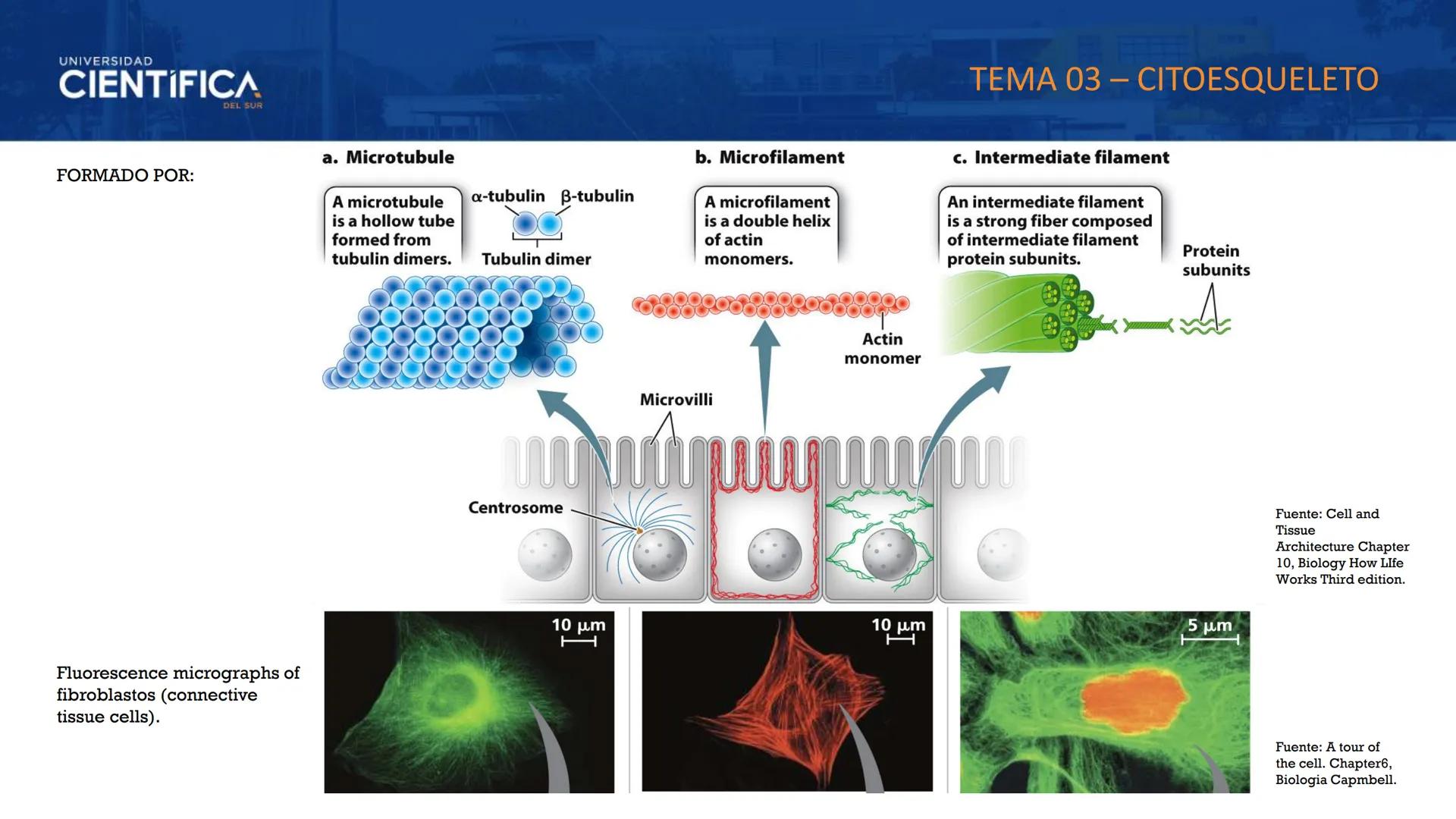 UNIVERSIDAD
CIENTÍFICA
DEL SUR
MEJORAS TÚ, MEJORA EL MUNDO.
CITOESQUELETO Y ORGANELAS I
BIOLOGÍA CELULAR Y MOLECULAR - SEMANA 05
Carrer