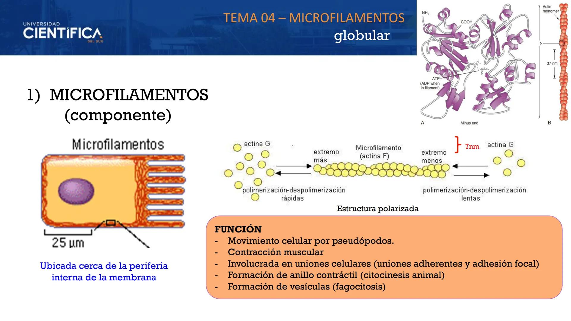 UNIVERSIDAD
CIENTÍFICA
DEL SUR
MEJORAS TÚ, MEJORA EL MUNDO.
CITOESQUELETO Y ORGANELAS I
BIOLOGÍA CELULAR Y MOLECULAR - SEMANA 05
Carrer