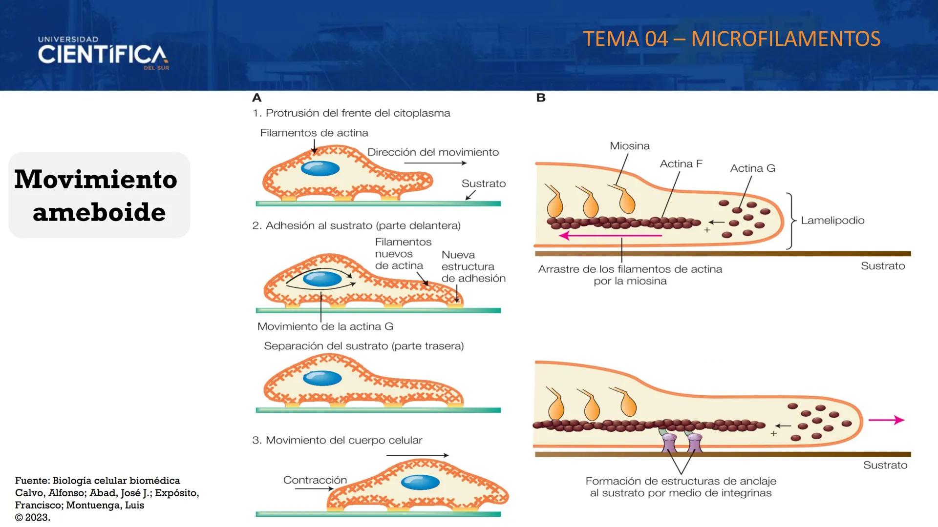 UNIVERSIDAD
CIENTÍFICA
DEL SUR
MEJORAS TÚ, MEJORA EL MUNDO.
CITOESQUELETO Y ORGANELAS I
BIOLOGÍA CELULAR Y MOLECULAR - SEMANA 05
Carrer