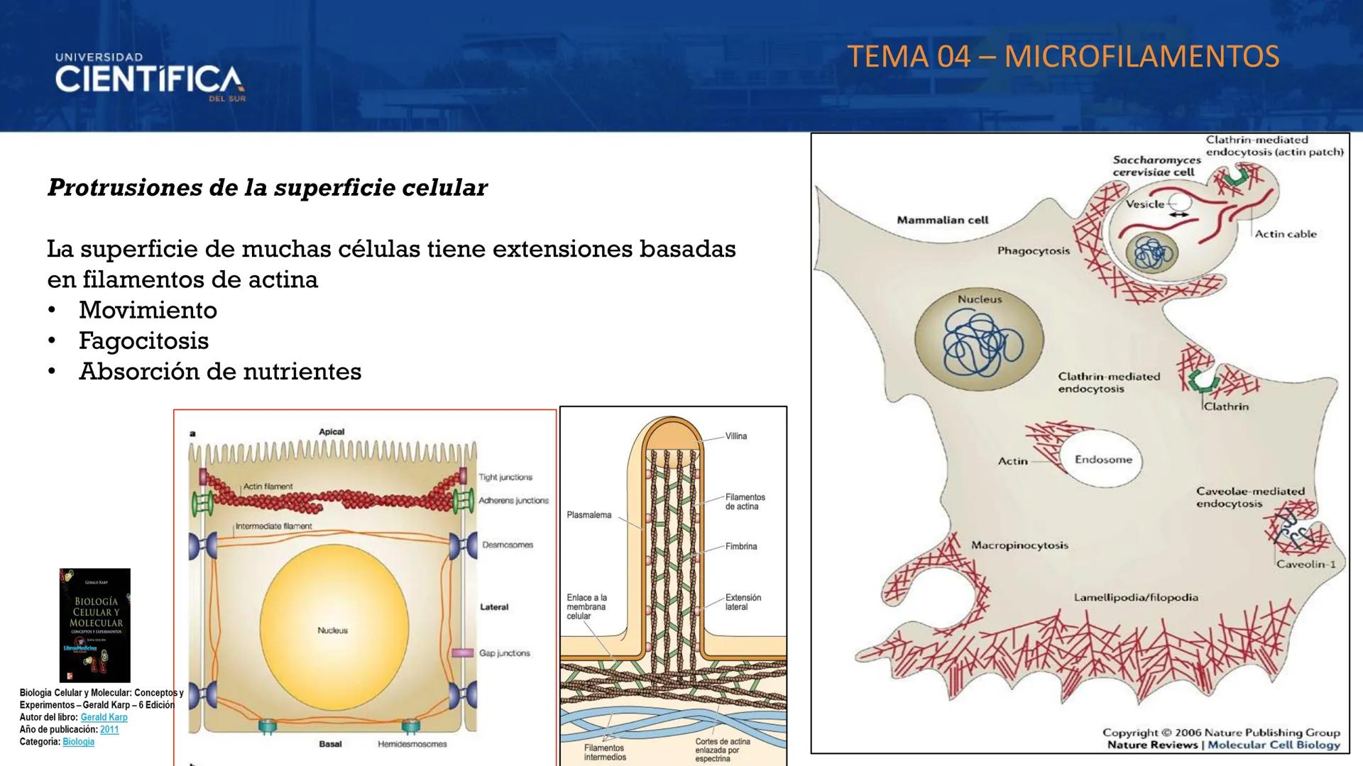 UNIVERSIDAD
CIENTÍFICA
DEL SUR
MEJORAS TÚ, MEJORA EL MUNDO.
CITOESQUELETO Y ORGANELAS I
BIOLOGÍA CELULAR Y MOLECULAR - SEMANA 05
Carrer