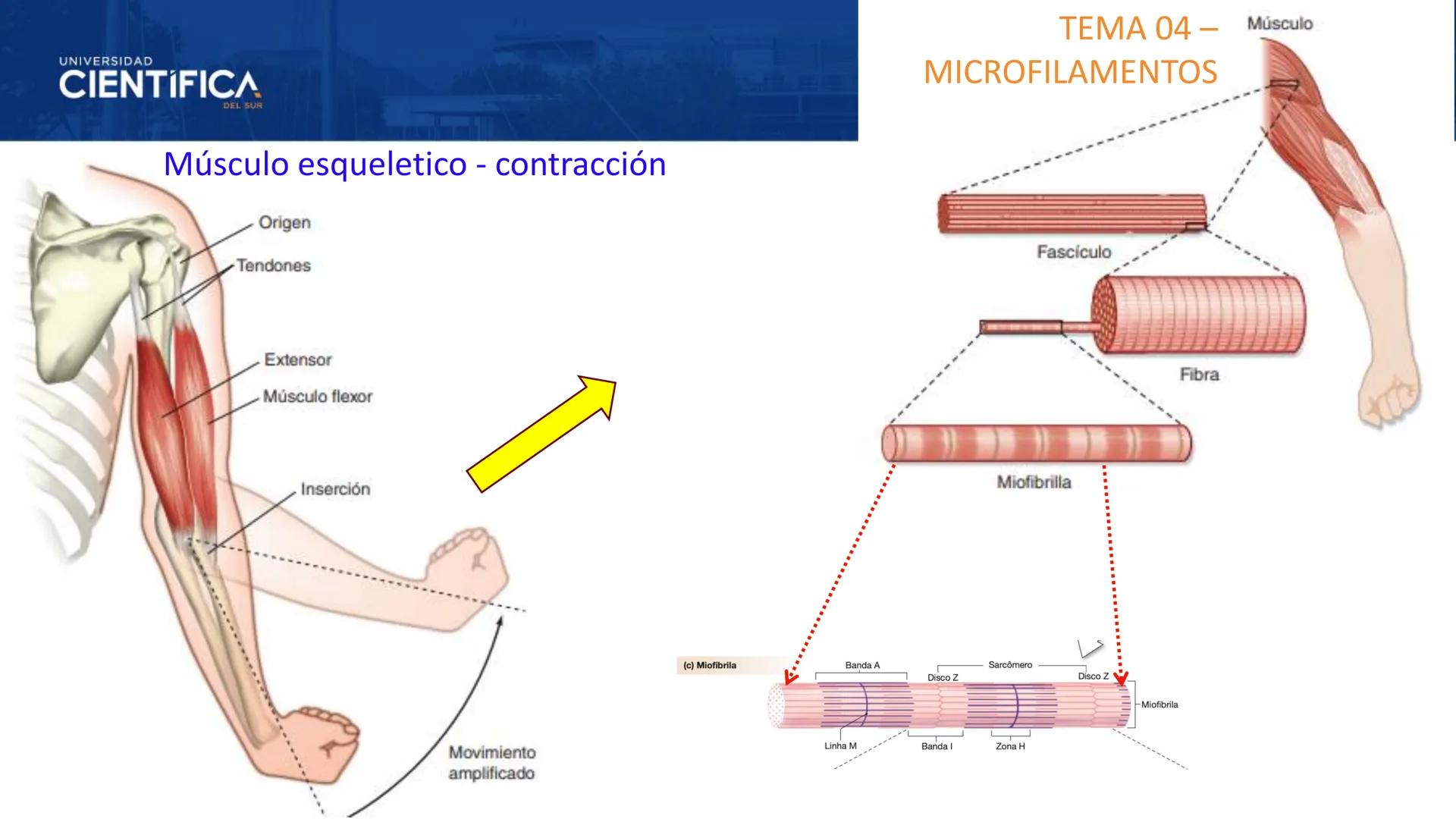 UNIVERSIDAD
CIENTÍFICA
DEL SUR
MEJORAS TÚ, MEJORA EL MUNDO.
CITOESQUELETO Y ORGANELAS I
BIOLOGÍA CELULAR Y MOLECULAR - SEMANA 05
Carrer