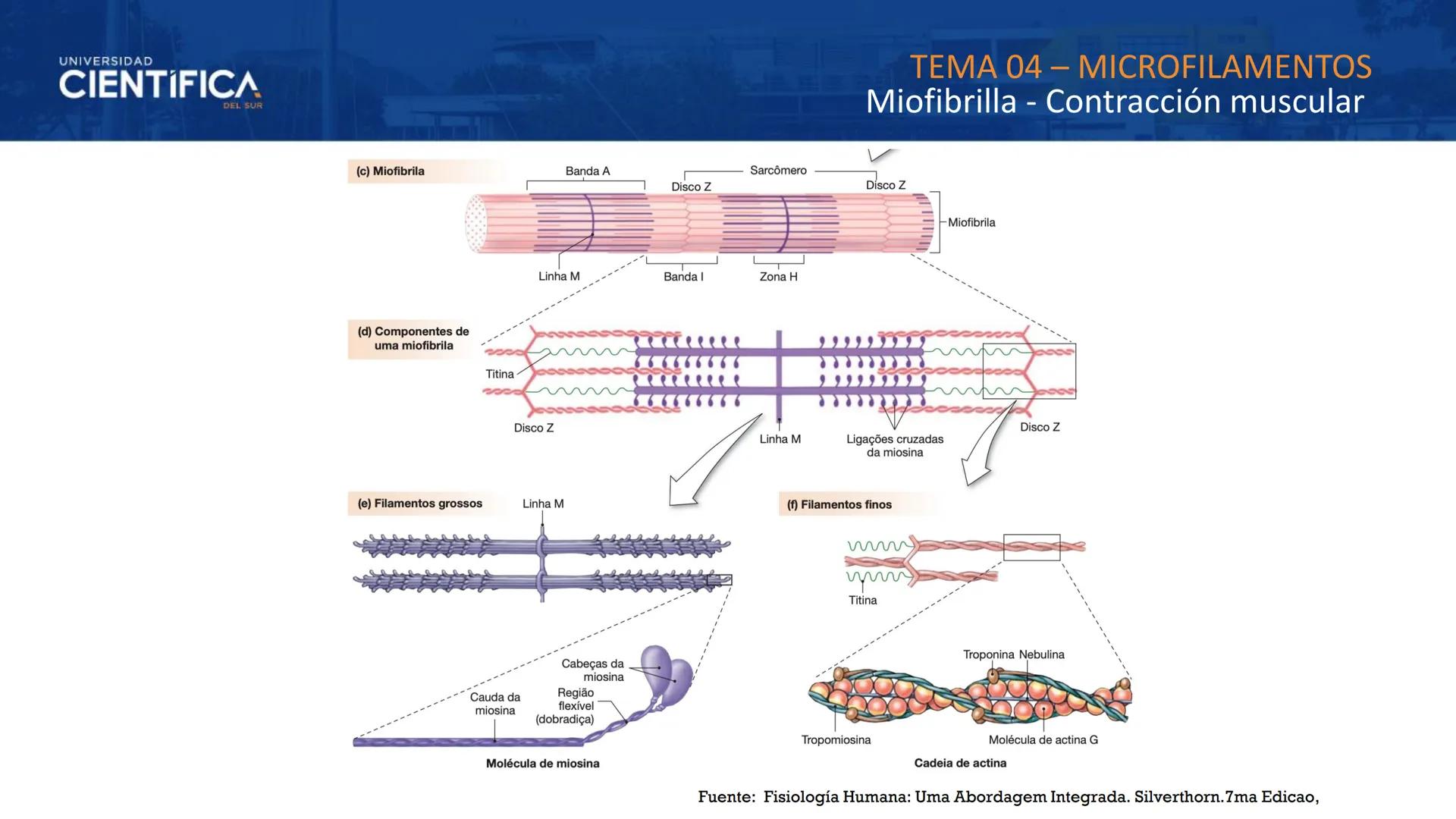 UNIVERSIDAD
CIENTÍFICA
DEL SUR
MEJORAS TÚ, MEJORA EL MUNDO.
CITOESQUELETO Y ORGANELAS I
BIOLOGÍA CELULAR Y MOLECULAR - SEMANA 05
Carrer