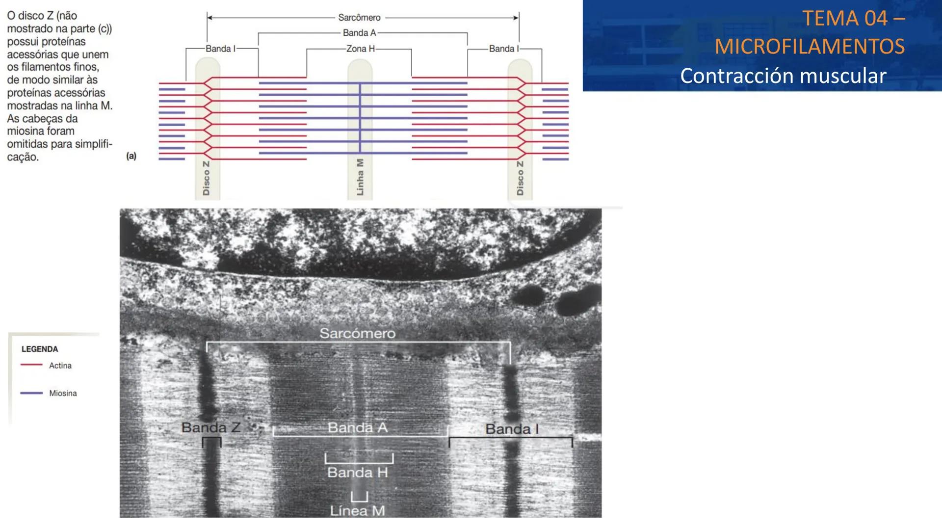 UNIVERSIDAD
CIENTÍFICA
DEL SUR
MEJORAS TÚ, MEJORA EL MUNDO.
CITOESQUELETO Y ORGANELAS I
BIOLOGÍA CELULAR Y MOLECULAR - SEMANA 05
Carrer
