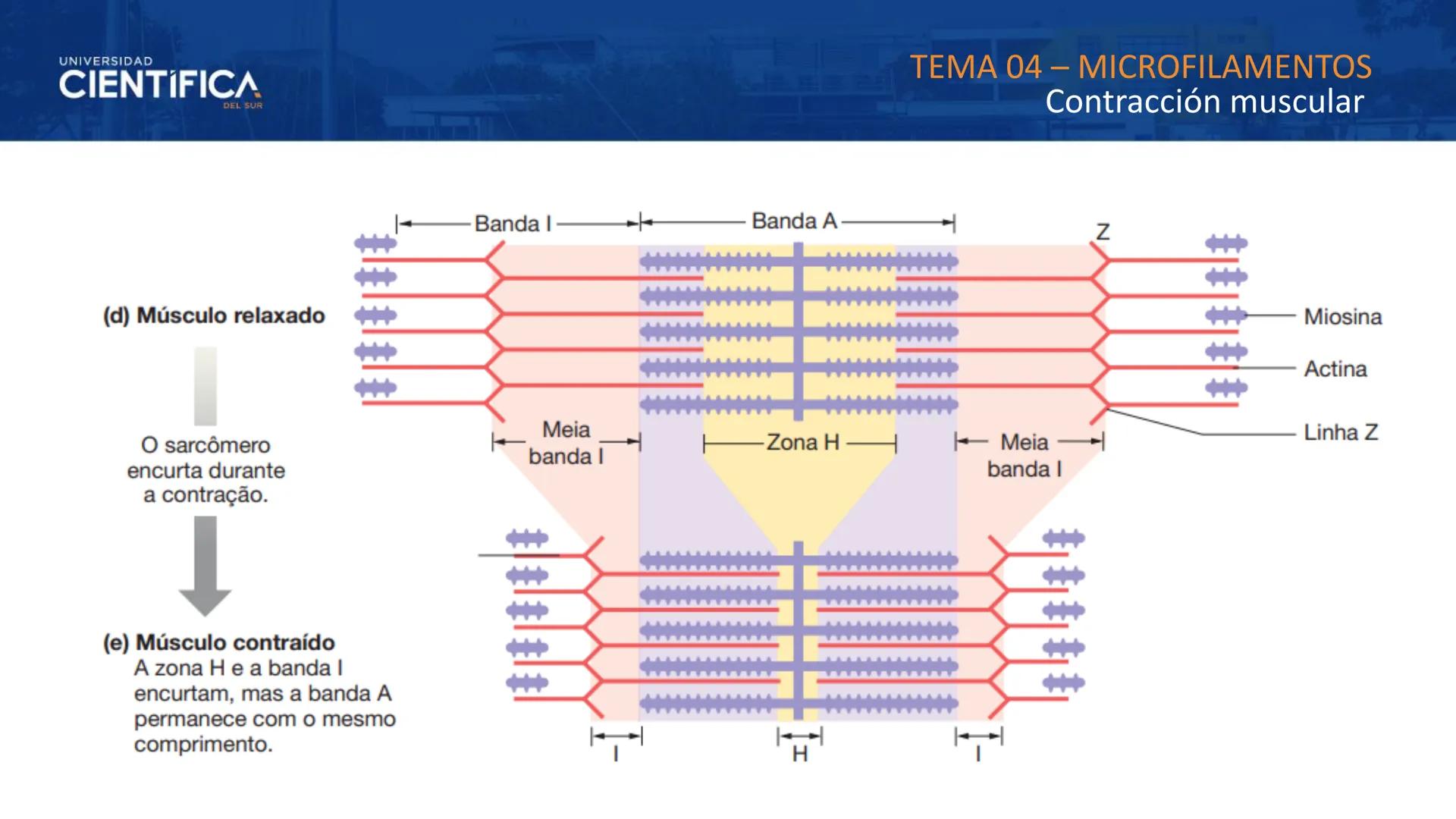 UNIVERSIDAD
CIENTÍFICA
DEL SUR
MEJORAS TÚ, MEJORA EL MUNDO.
CITOESQUELETO Y ORGANELAS I
BIOLOGÍA CELULAR Y MOLECULAR - SEMANA 05
Carrer