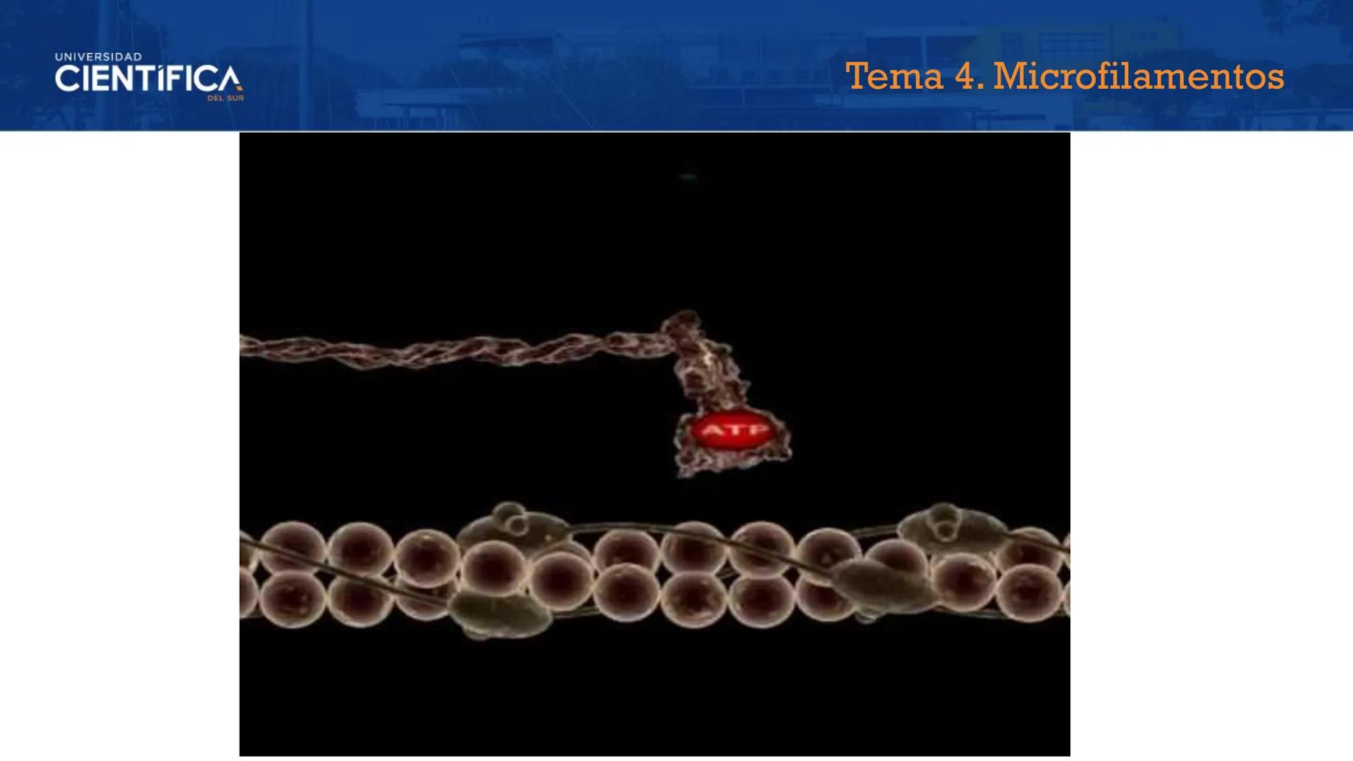 UNIVERSIDAD
CIENTÍFICA
DEL SUR
MEJORAS TÚ, MEJORA EL MUNDO.
CITOESQUELETO Y ORGANELAS I
BIOLOGÍA CELULAR Y MOLECULAR - SEMANA 05
Carrer