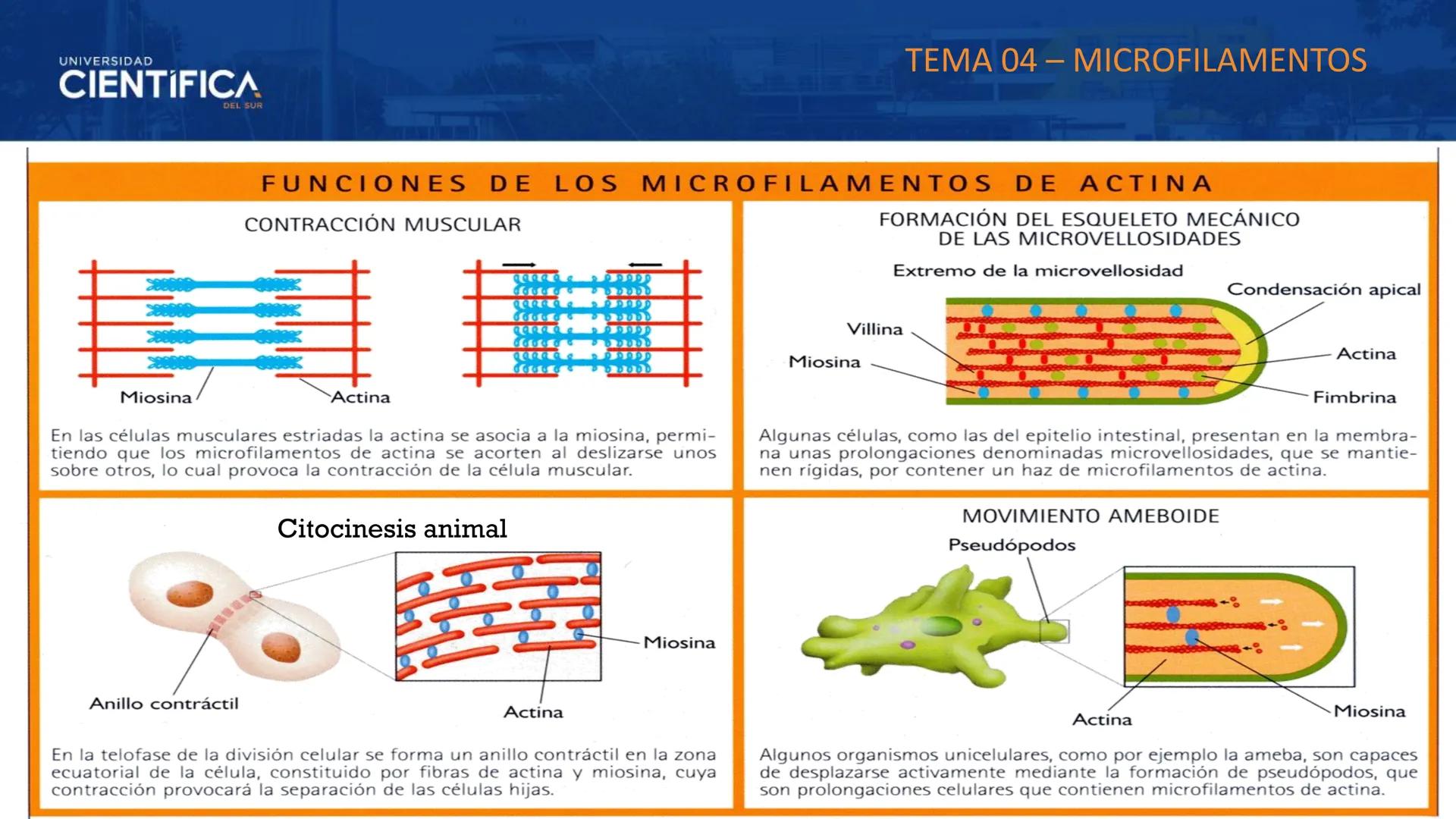 UNIVERSIDAD
CIENTÍFICA
DEL SUR
MEJORAS TÚ, MEJORA EL MUNDO.
CITOESQUELETO Y ORGANELAS I
BIOLOGÍA CELULAR Y MOLECULAR - SEMANA 05
Carrer