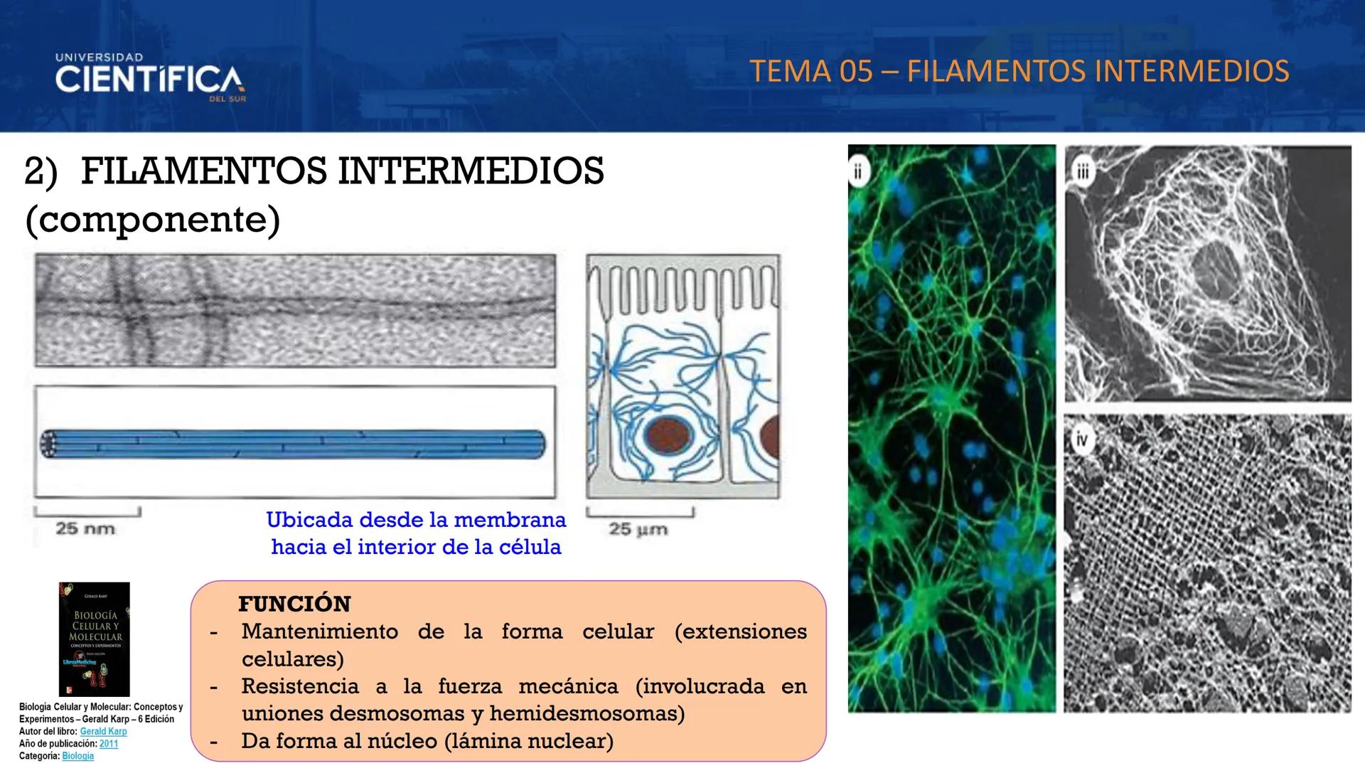 UNIVERSIDAD
CIENTÍFICA
DEL SUR
MEJORAS TÚ, MEJORA EL MUNDO.
CITOESQUELETO Y ORGANELAS I
BIOLOGÍA CELULAR Y MOLECULAR - SEMANA 05
Carrer