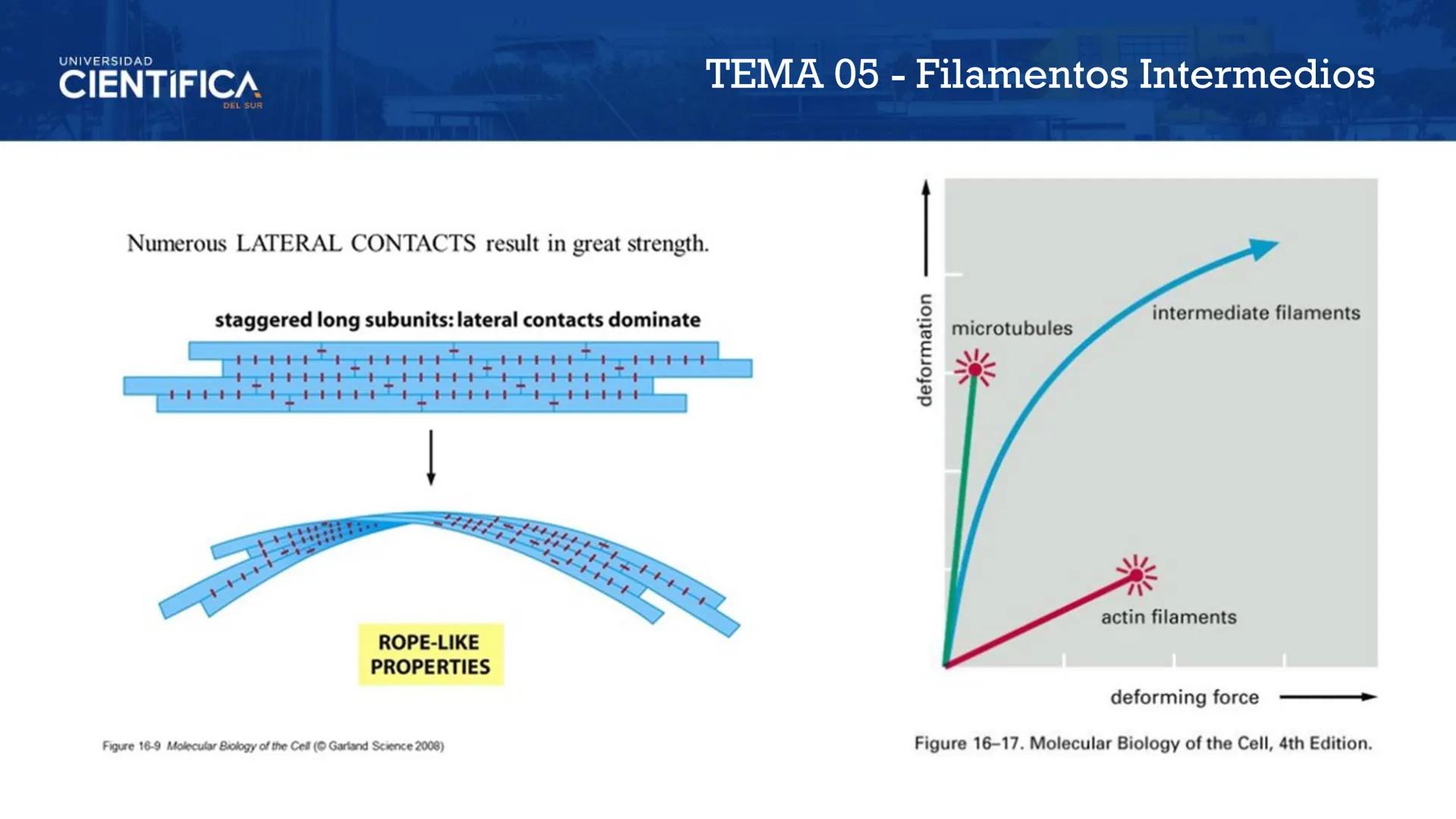 UNIVERSIDAD
CIENTÍFICA
DEL SUR
MEJORAS TÚ, MEJORA EL MUNDO.
CITOESQUELETO Y ORGANELAS I
BIOLOGÍA CELULAR Y MOLECULAR - SEMANA 05
Carrer
