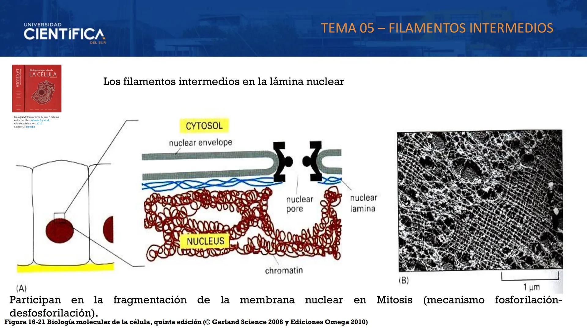 UNIVERSIDAD
CIENTÍFICA
DEL SUR
MEJORAS TÚ, MEJORA EL MUNDO.
CITOESQUELETO Y ORGANELAS I
BIOLOGÍA CELULAR Y MOLECULAR - SEMANA 05
Carrer