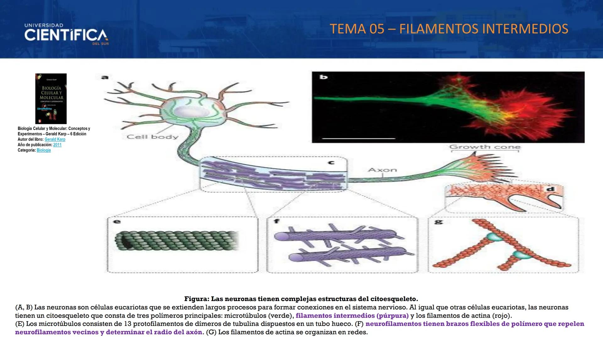 UNIVERSIDAD
CIENTÍFICA
DEL SUR
MEJORAS TÚ, MEJORA EL MUNDO.
CITOESQUELETO Y ORGANELAS I
BIOLOGÍA CELULAR Y MOLECULAR - SEMANA 05
Carrer