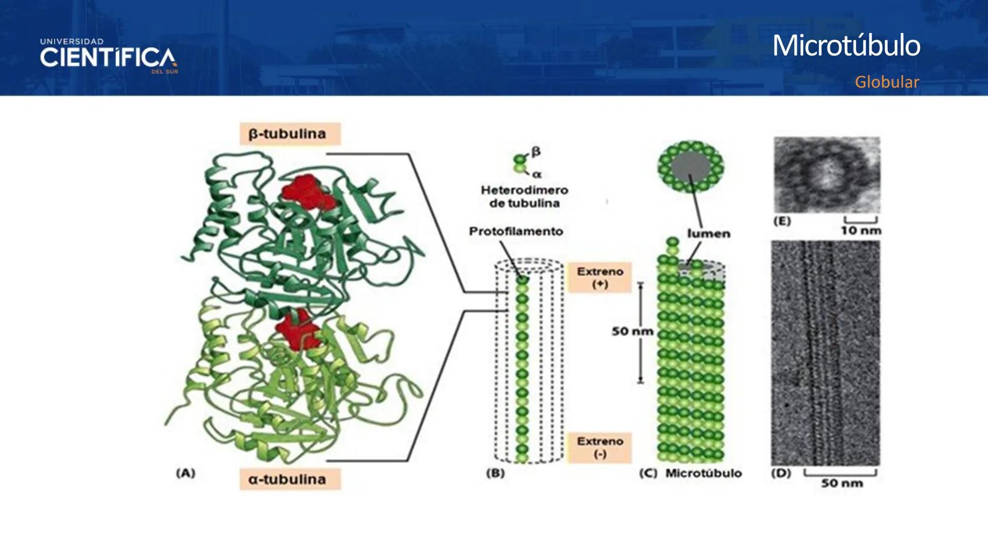 UNIVERSIDAD
CIENTÍFICA
DEL SUR
MEJORAS TÚ, MEJORA EL MUNDO.
CITOESQUELETO Y ORGANELAS I
BIOLOGÍA CELULAR Y MOLECULAR - SEMANA 05
Carrer