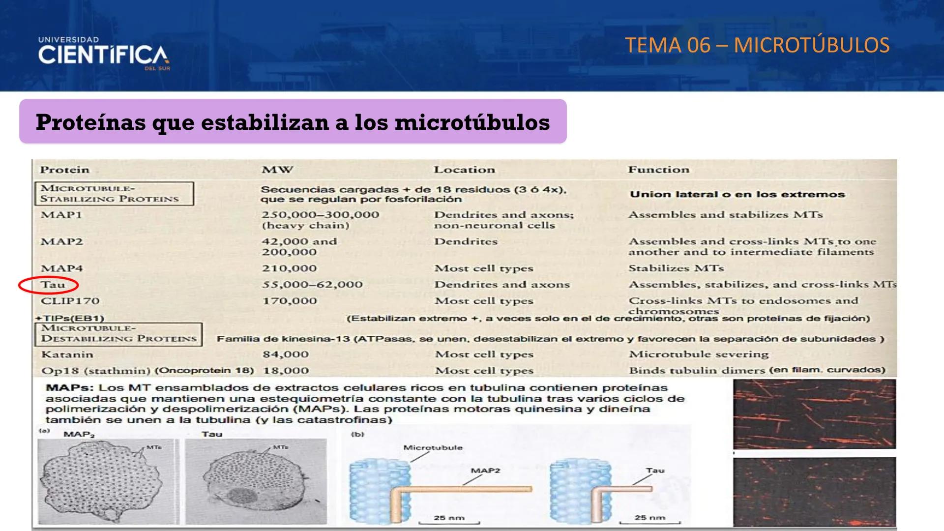 UNIVERSIDAD
CIENTÍFICA
DEL SUR
MEJORAS TÚ, MEJORA EL MUNDO.
CITOESQUELETO Y ORGANELAS I
BIOLOGÍA CELULAR Y MOLECULAR - SEMANA 05
Carrer