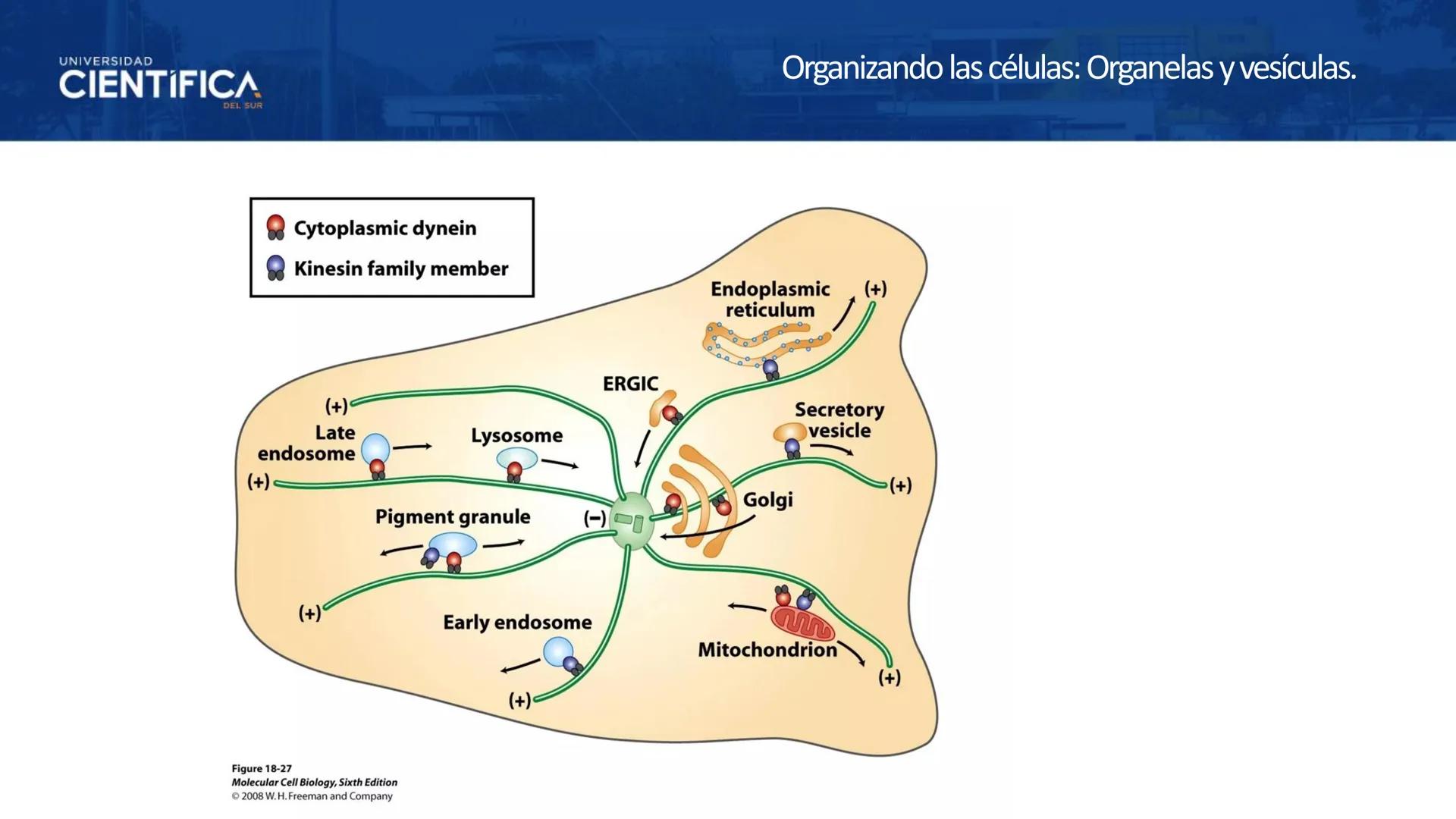 UNIVERSIDAD
CIENTÍFICA
DEL SUR
MEJORAS TÚ, MEJORA EL MUNDO.
CITOESQUELETO Y ORGANELAS I
BIOLOGÍA CELULAR Y MOLECULAR - SEMANA 05
Carrer
