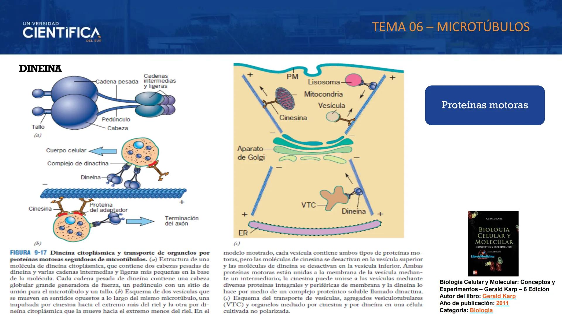 UNIVERSIDAD
CIENTÍFICA
DEL SUR
MEJORAS TÚ, MEJORA EL MUNDO.
CITOESQUELETO Y ORGANELAS I
BIOLOGÍA CELULAR Y MOLECULAR - SEMANA 05
Carrer