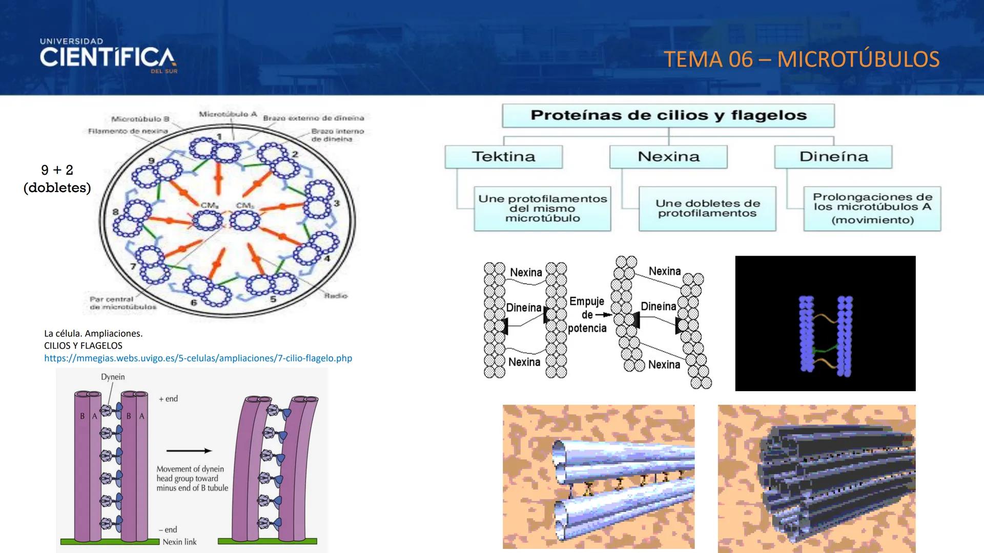 UNIVERSIDAD
CIENTÍFICA
DEL SUR
MEJORAS TÚ, MEJORA EL MUNDO.
CITOESQUELETO Y ORGANELAS I
BIOLOGÍA CELULAR Y MOLECULAR - SEMANA 05
Carrer