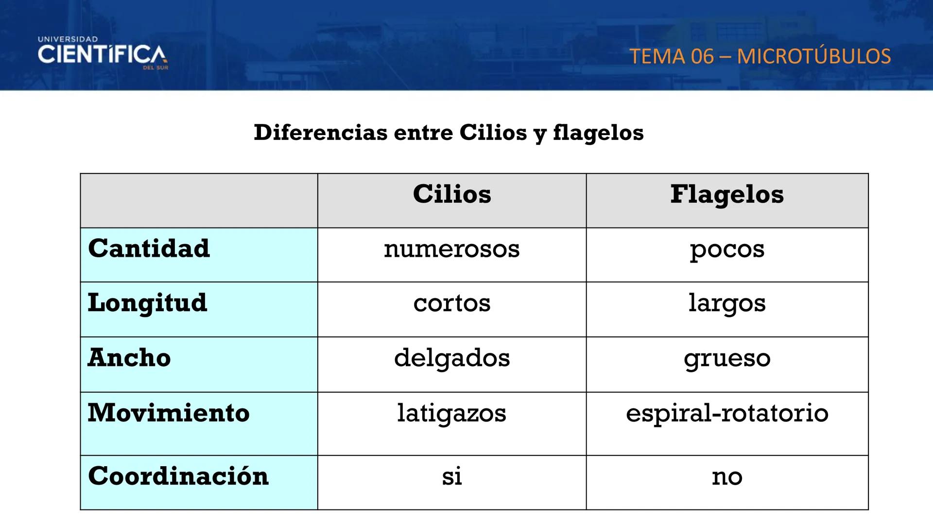 UNIVERSIDAD
CIENTÍFICA
DEL SUR
MEJORAS TÚ, MEJORA EL MUNDO.
CITOESQUELETO Y ORGANELAS I
BIOLOGÍA CELULAR Y MOLECULAR - SEMANA 05
Carrer