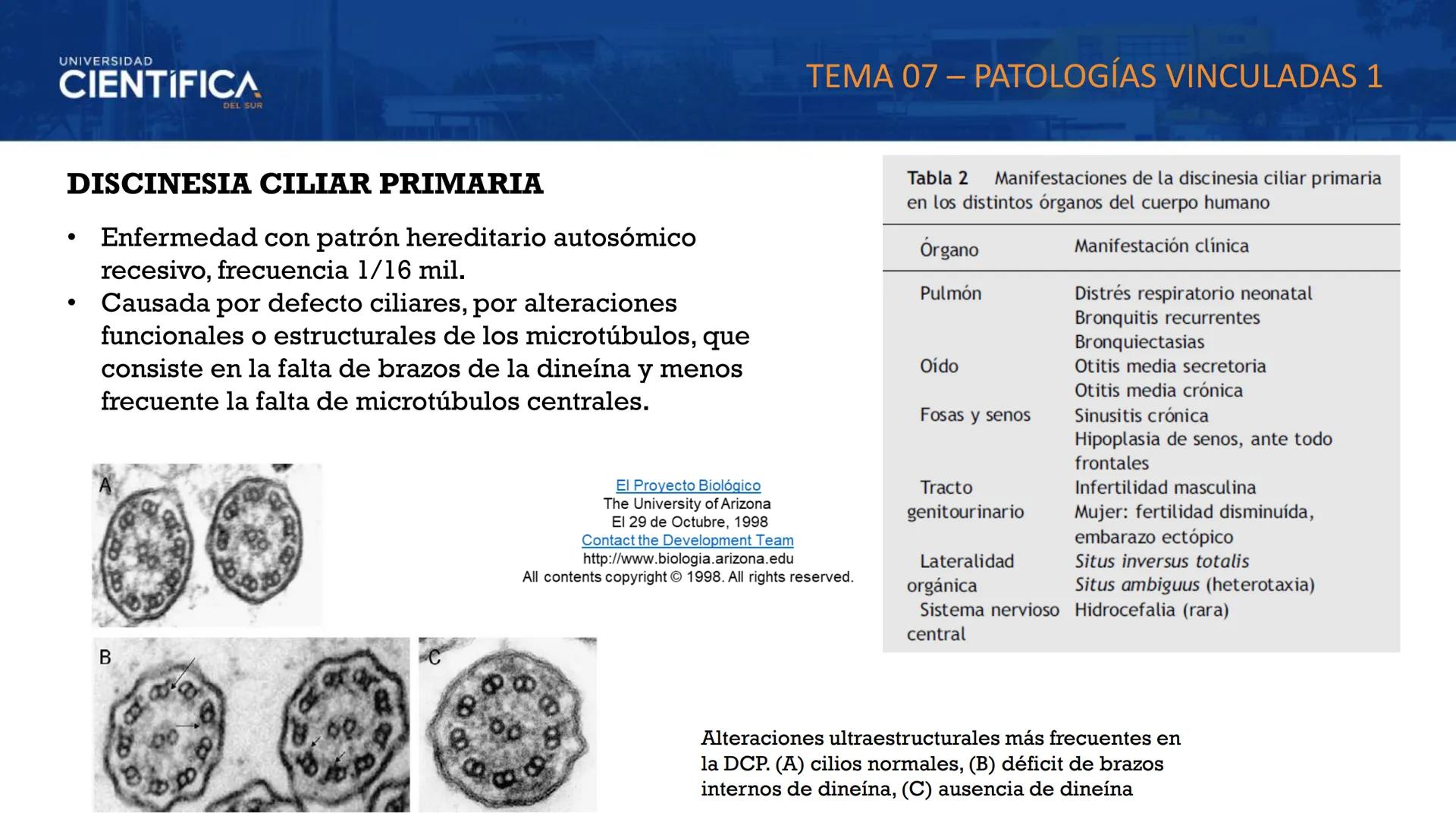 UNIVERSIDAD
CIENTÍFICA
DEL SUR
MEJORAS TÚ, MEJORA EL MUNDO.
CITOESQUELETO Y ORGANELAS I
BIOLOGÍA CELULAR Y MOLECULAR - SEMANA 05
Carrer