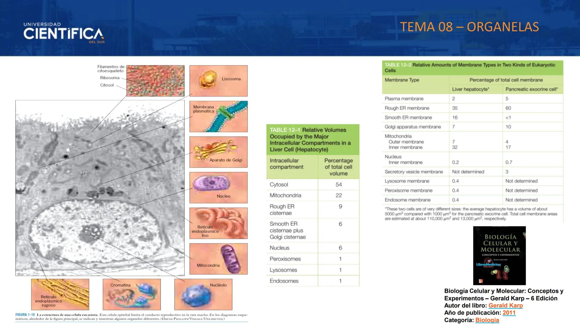 UNIVERSIDAD
CIENTÍFICA
DEL SUR
MEJORAS TÚ, MEJORA EL MUNDO.
CITOESQUELETO Y ORGANELAS I
BIOLOGÍA CELULAR Y MOLECULAR - SEMANA 05
Carrer