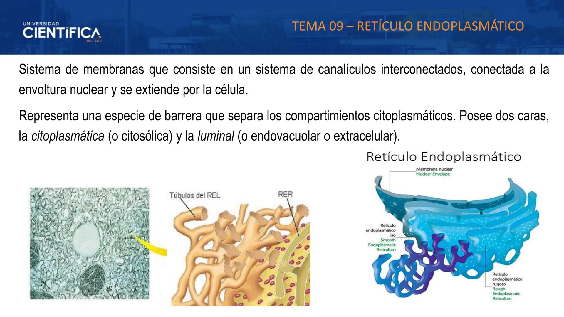 UNIVERSIDAD
CIENTÍFICA
DEL SUR
MEJORAS TÚ, MEJORA EL MUNDO.
CITOESQUELETO Y ORGANELAS I
BIOLOGÍA CELULAR Y MOLECULAR - SEMANA 05
Carrer