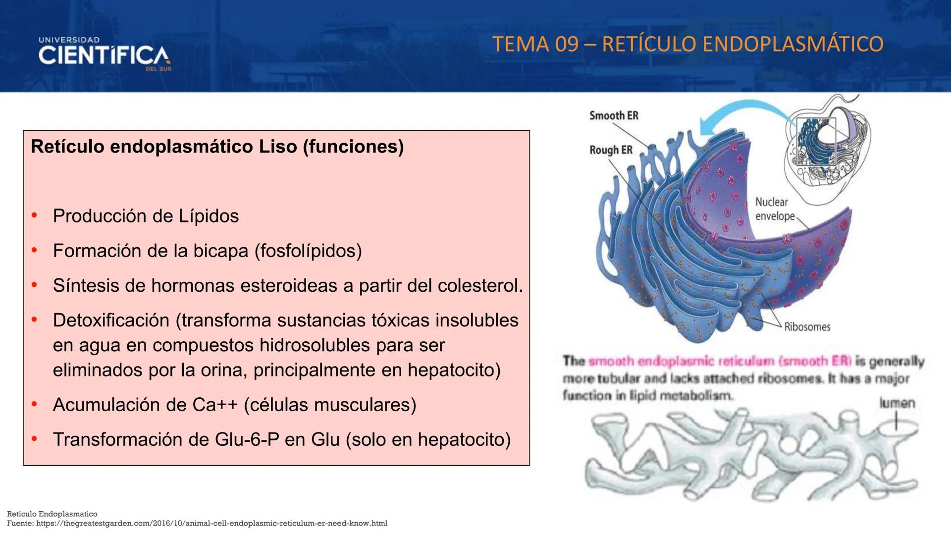 UNIVERSIDAD
CIENTÍFICA
DEL SUR
MEJORAS TÚ, MEJORA EL MUNDO.
CITOESQUELETO Y ORGANELAS I
BIOLOGÍA CELULAR Y MOLECULAR - SEMANA 05
Carrer
