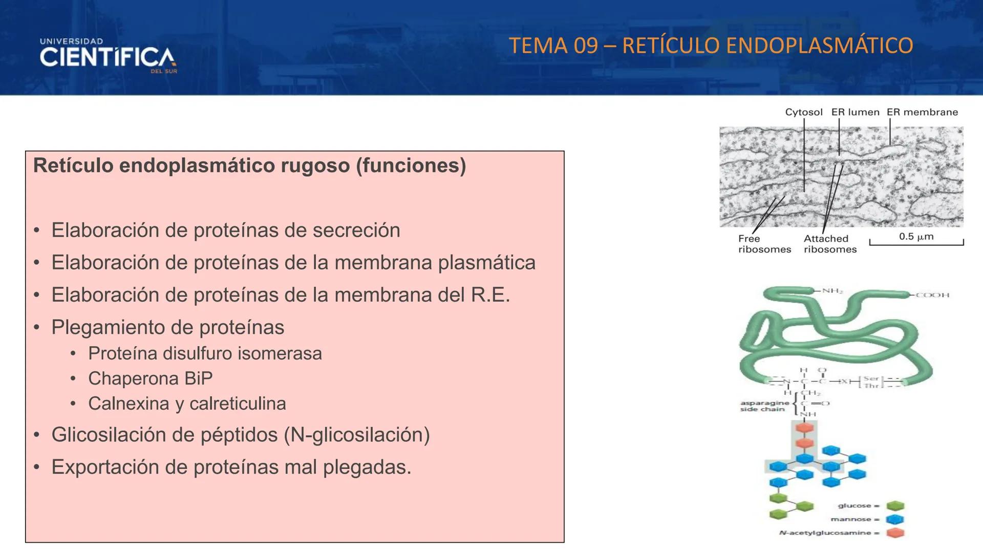 UNIVERSIDAD
CIENTÍFICA
DEL SUR
MEJORAS TÚ, MEJORA EL MUNDO.
CITOESQUELETO Y ORGANELAS I
BIOLOGÍA CELULAR Y MOLECULAR - SEMANA 05
Carrer