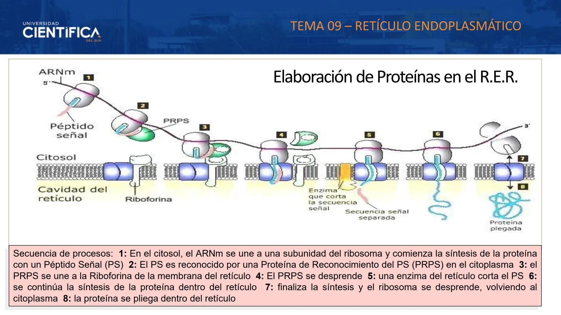 UNIVERSIDAD
CIENTÍFICA
DEL SUR
MEJORAS TÚ, MEJORA EL MUNDO.
CITOESQUELETO Y ORGANELAS I
BIOLOGÍA CELULAR Y MOLECULAR - SEMANA 05
Carrer