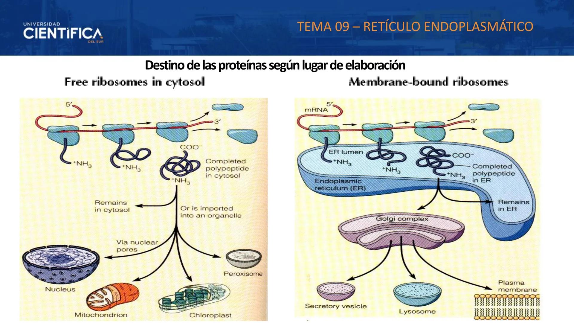 UNIVERSIDAD
CIENTÍFICA
DEL SUR
MEJORAS TÚ, MEJORA EL MUNDO.
CITOESQUELETO Y ORGANELAS I
BIOLOGÍA CELULAR Y MOLECULAR - SEMANA 05
Carrer