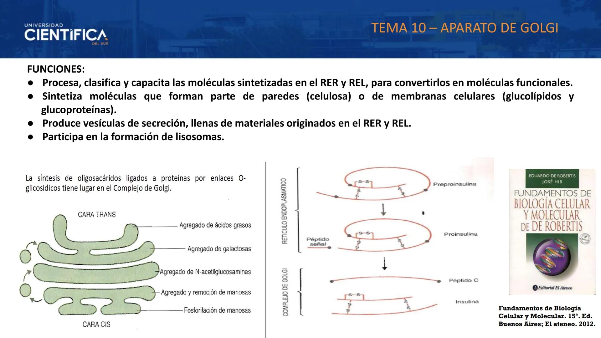 UNIVERSIDAD
CIENTÍFICA
DEL SUR
MEJORAS TÚ, MEJORA EL MUNDO.
CITOESQUELETO Y ORGANELAS I
BIOLOGÍA CELULAR Y MOLECULAR - SEMANA 05
Carrer