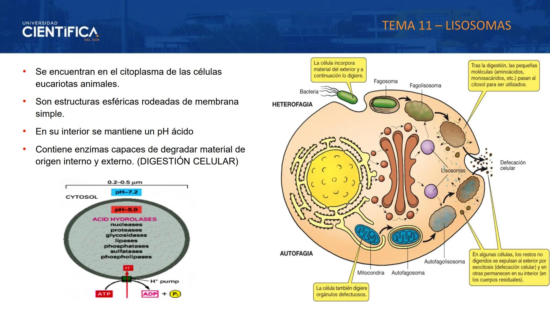 UNIVERSIDAD
CIENTÍFICA
DEL SUR
MEJORAS TÚ, MEJORA EL MUNDO.
CITOESQUELETO Y ORGANELAS I
BIOLOGÍA CELULAR Y MOLECULAR - SEMANA 05
Carrer