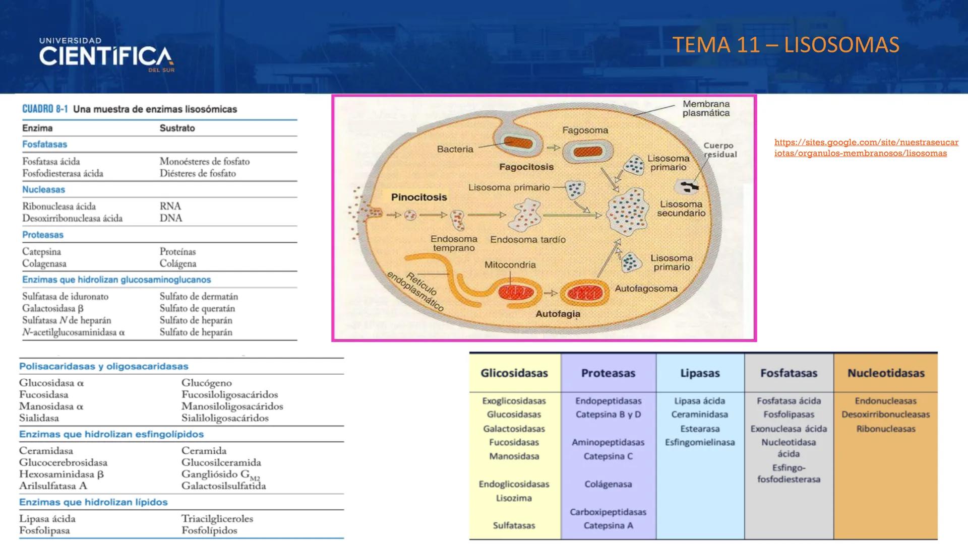UNIVERSIDAD
CIENTÍFICA
DEL SUR
MEJORAS TÚ, MEJORA EL MUNDO.
CITOESQUELETO Y ORGANELAS I
BIOLOGÍA CELULAR Y MOLECULAR - SEMANA 05
Carrer