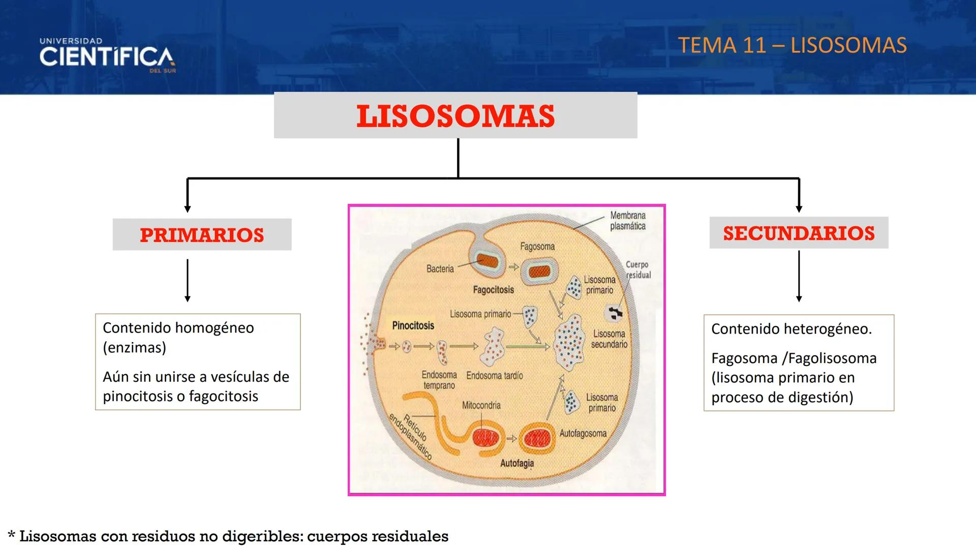 UNIVERSIDAD
CIENTÍFICA
DEL SUR
MEJORAS TÚ, MEJORA EL MUNDO.
CITOESQUELETO Y ORGANELAS I
BIOLOGÍA CELULAR Y MOLECULAR - SEMANA 05
Carrer